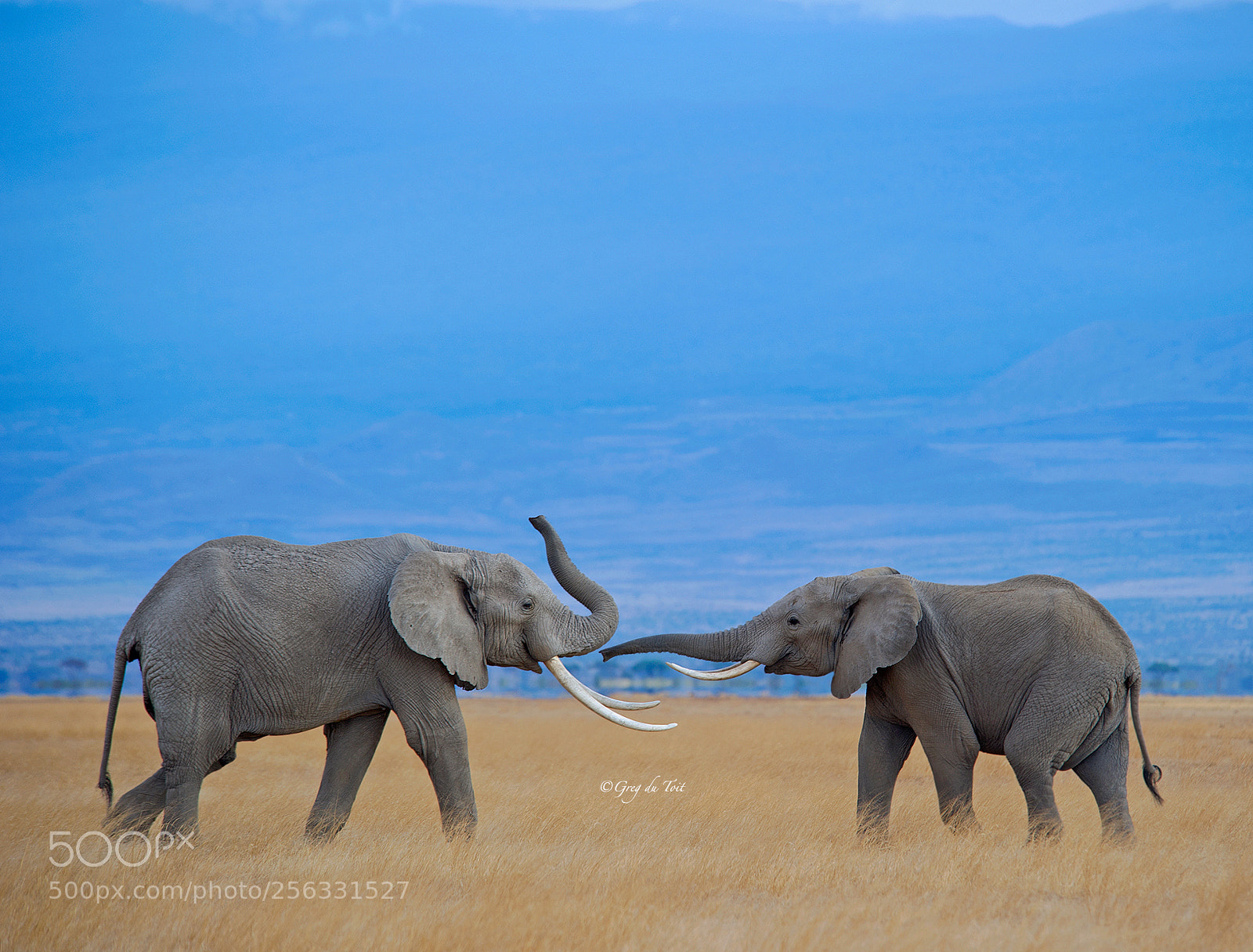 Nikon D3S sample photo. Bulls at play photography