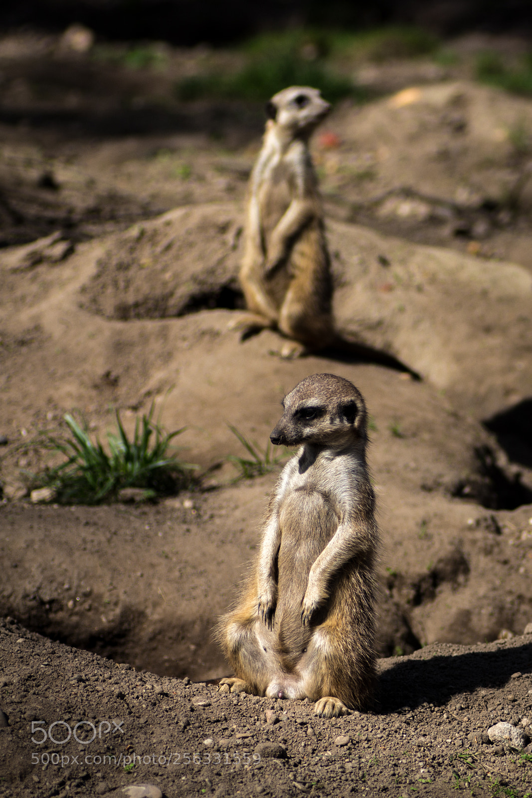 Canon EOS 700D (EOS Rebel T5i / EOS Kiss X7i) sample photo. Two little meerkats photography