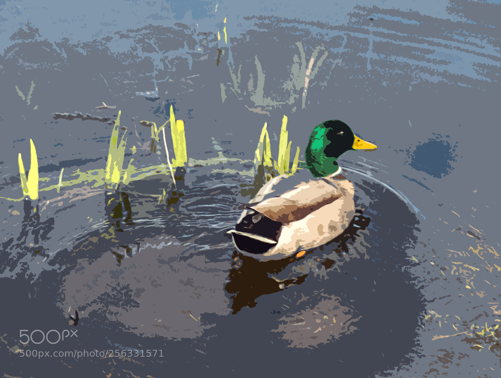Olympus TG-5 sample photo. Duck pond photography