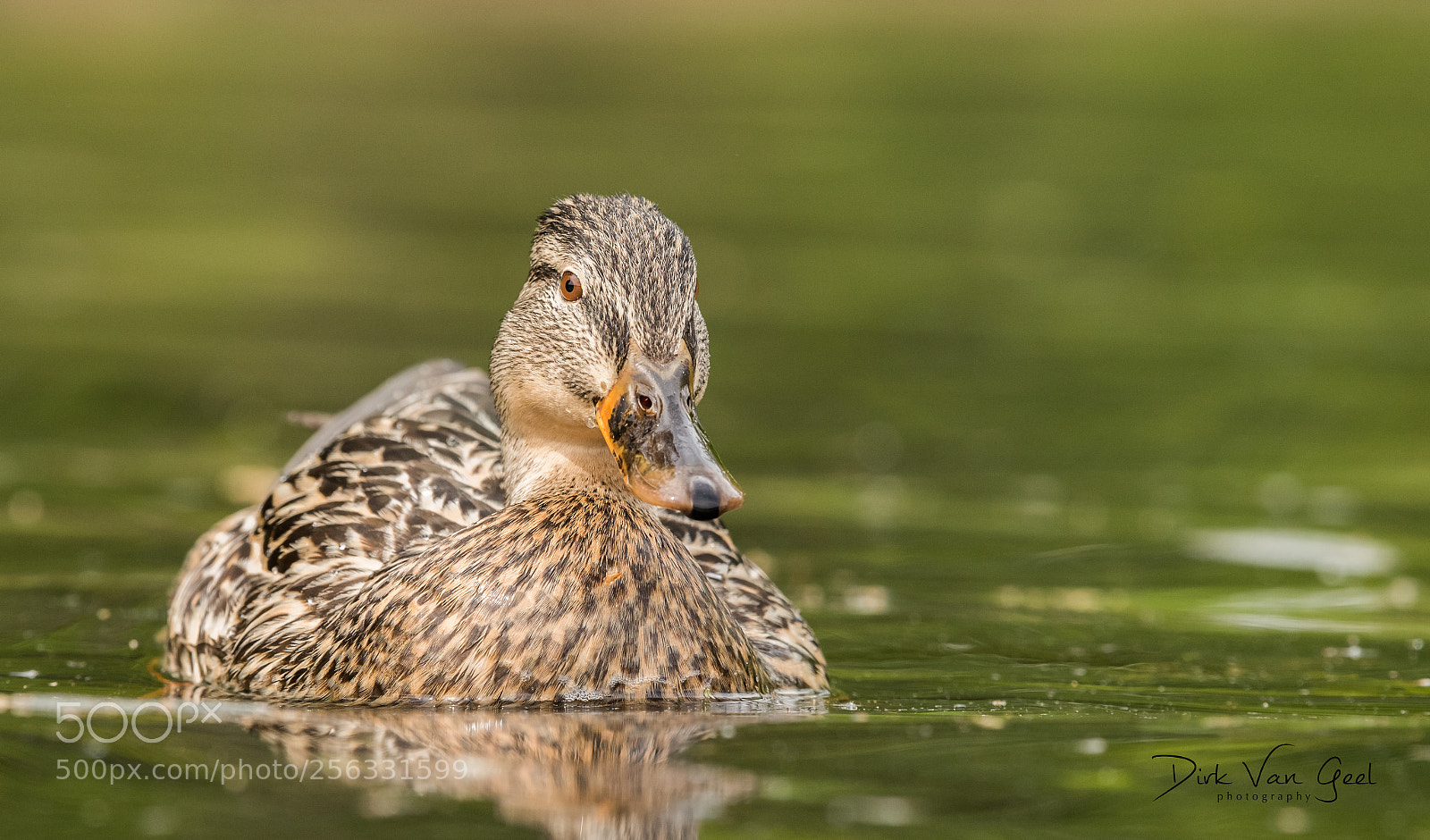 Nikon D750 sample photo. Duck series - 1 photography