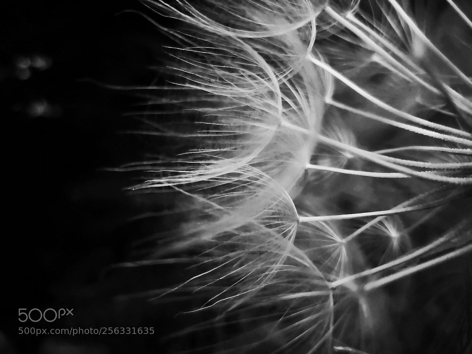 HUAWEI Mate 10 Pro sample photo. Dandelion photography