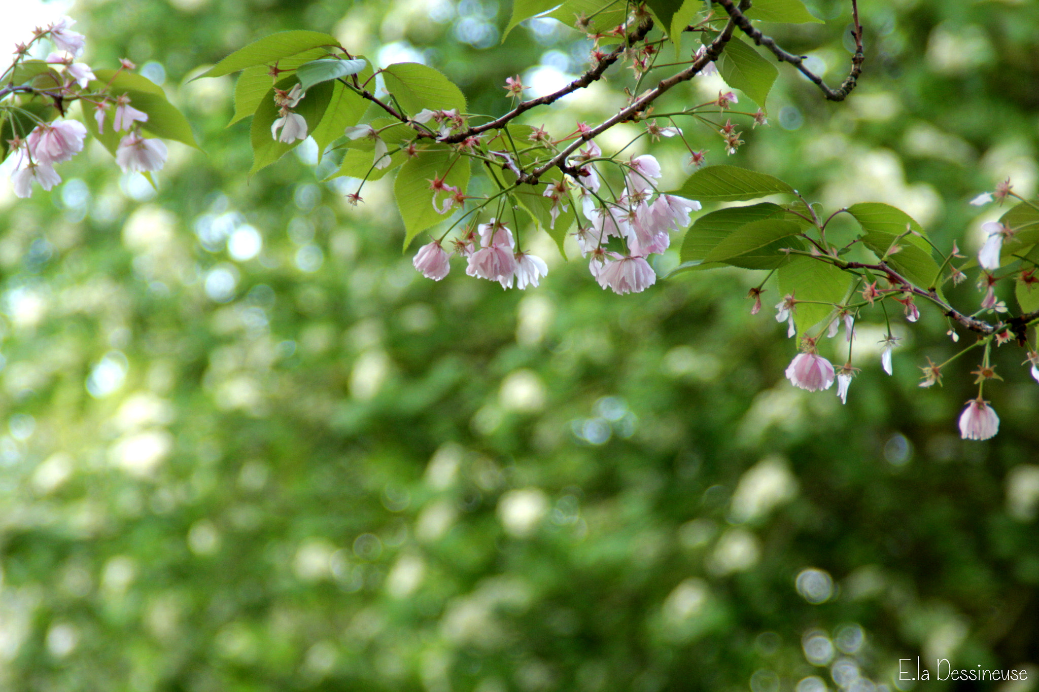 Canon EOS 700D (EOS Rebel T5i / EOS Kiss X7i) sample photo. Img photography