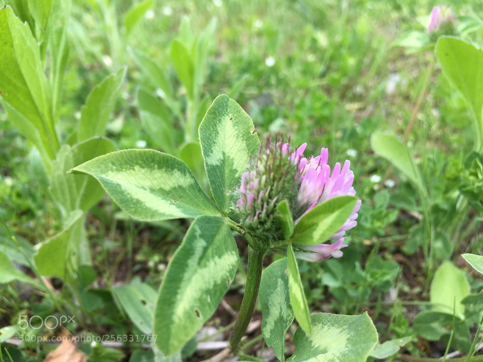 Apple iPhone SE sample photo. Untitled photography