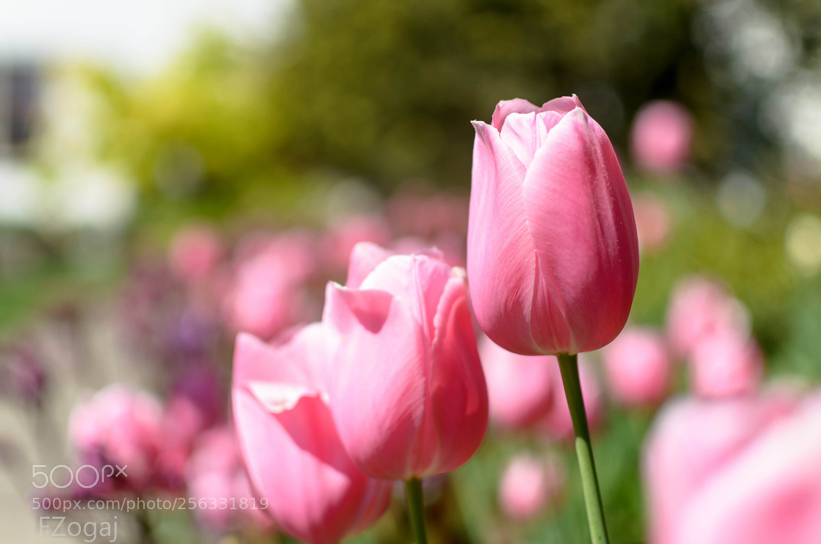 Nikon D5100 sample photo. Farbenfroh photography
