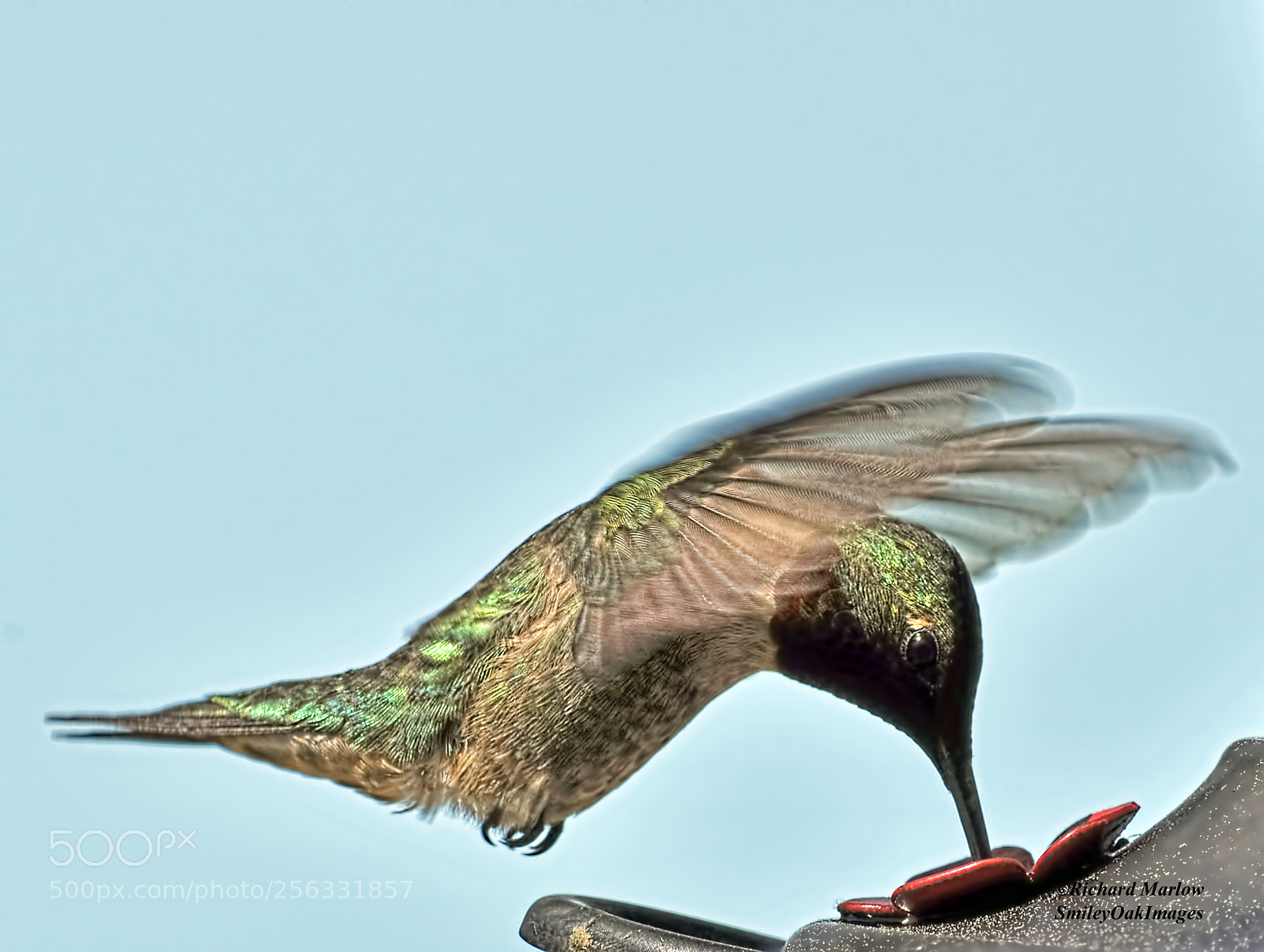 Nikon D5000 sample photo. Hummingbird photography