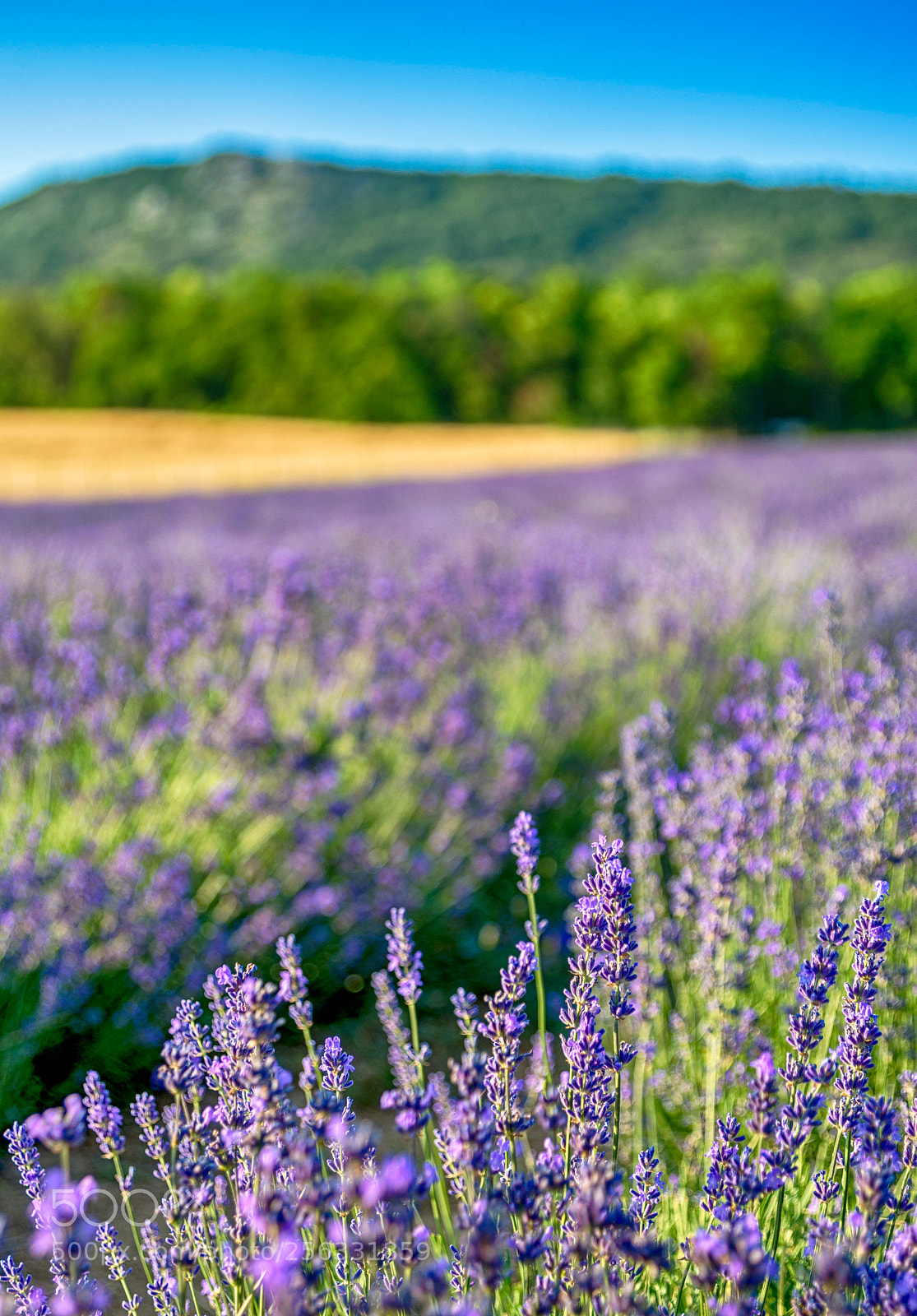 Nikon D610 sample photo. Levander fields photography