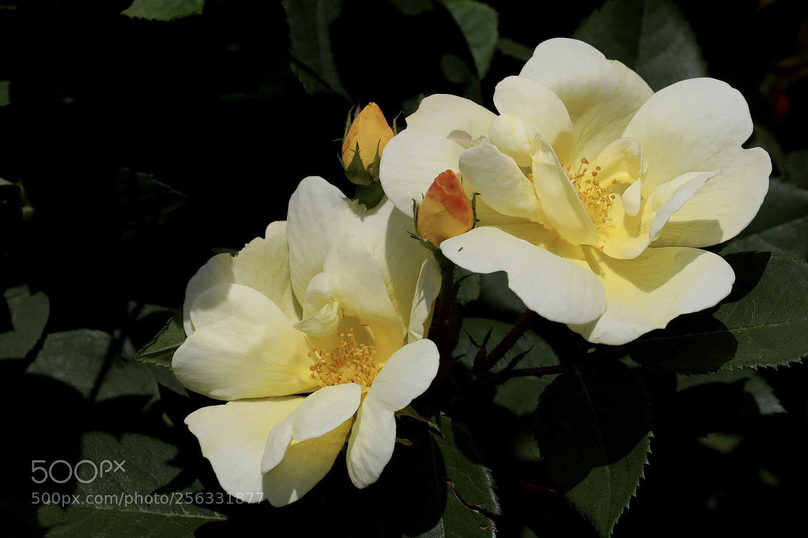 Canon EOS 5D Mark IV sample photo. 月季 photography