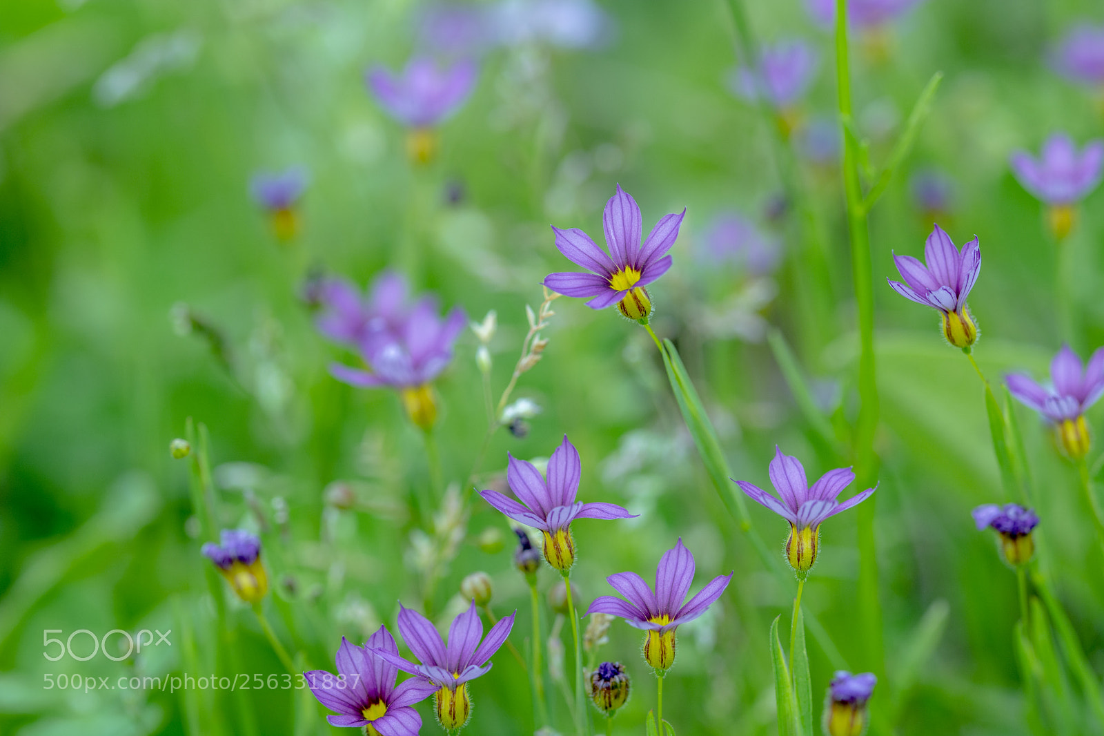 Nikon D7100 sample photo. Waiwai photography