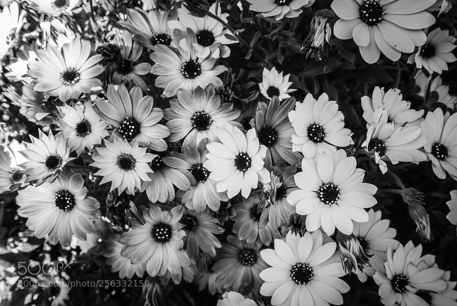 Panasonic Lumix DMC-LX100 sample photo. Flowers... photography