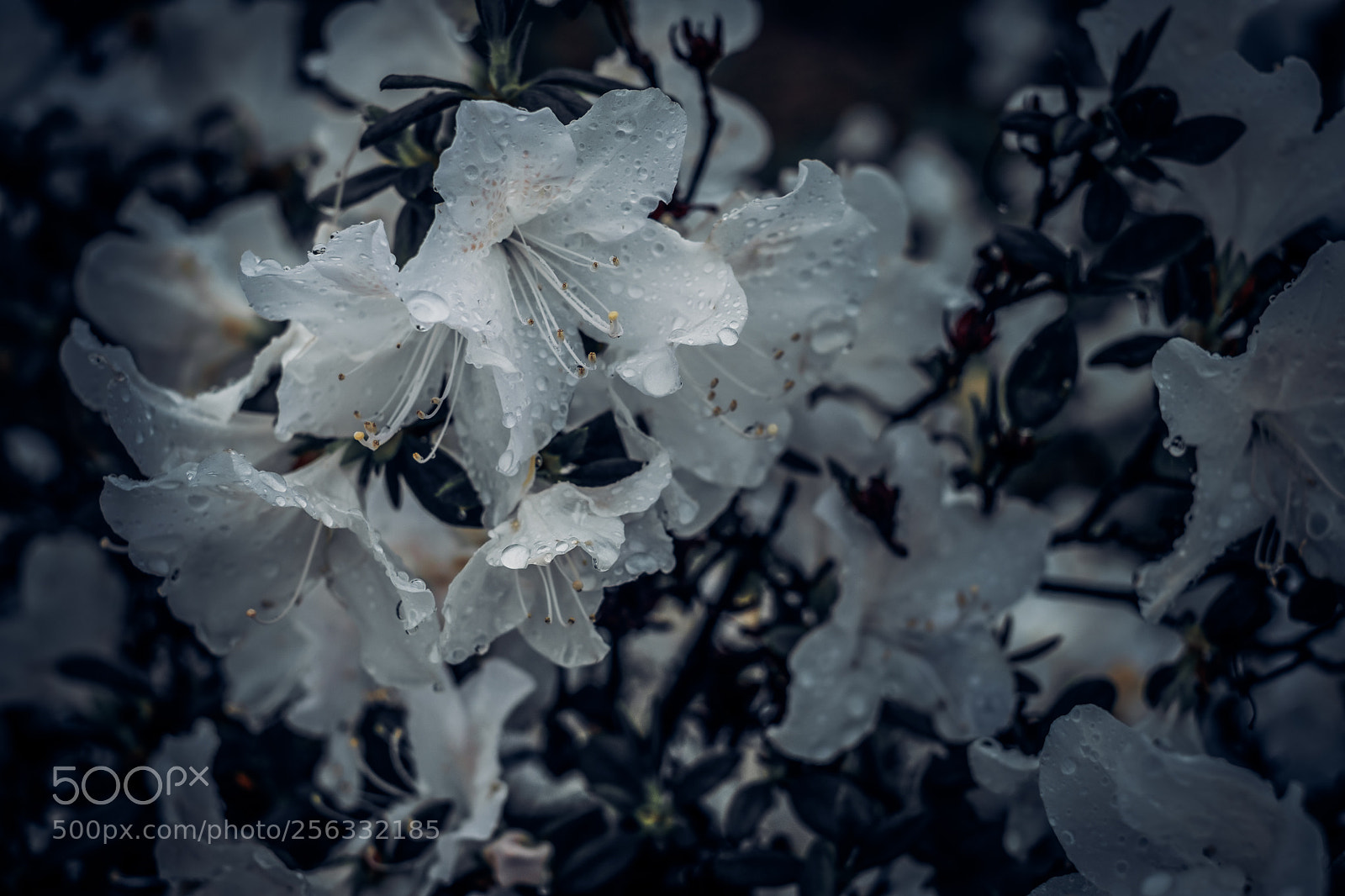 Fujifilm X-T2 sample photo. Azalea photography
