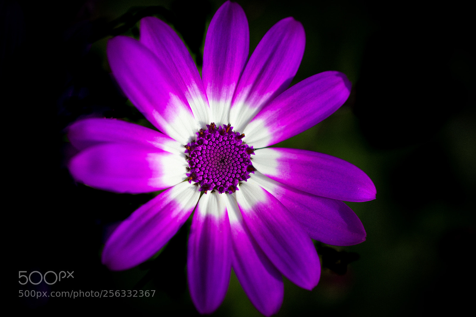 Canon EOS 5D Mark IV sample photo. Purple shades of beauty photography