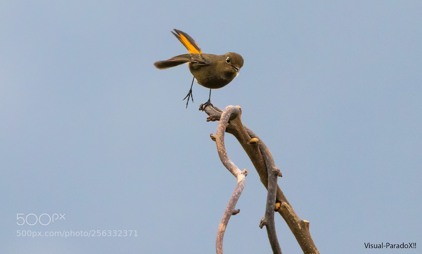 Canon EOS 7D Mark II sample photo. Blue-fronted redstart ( female ) photography