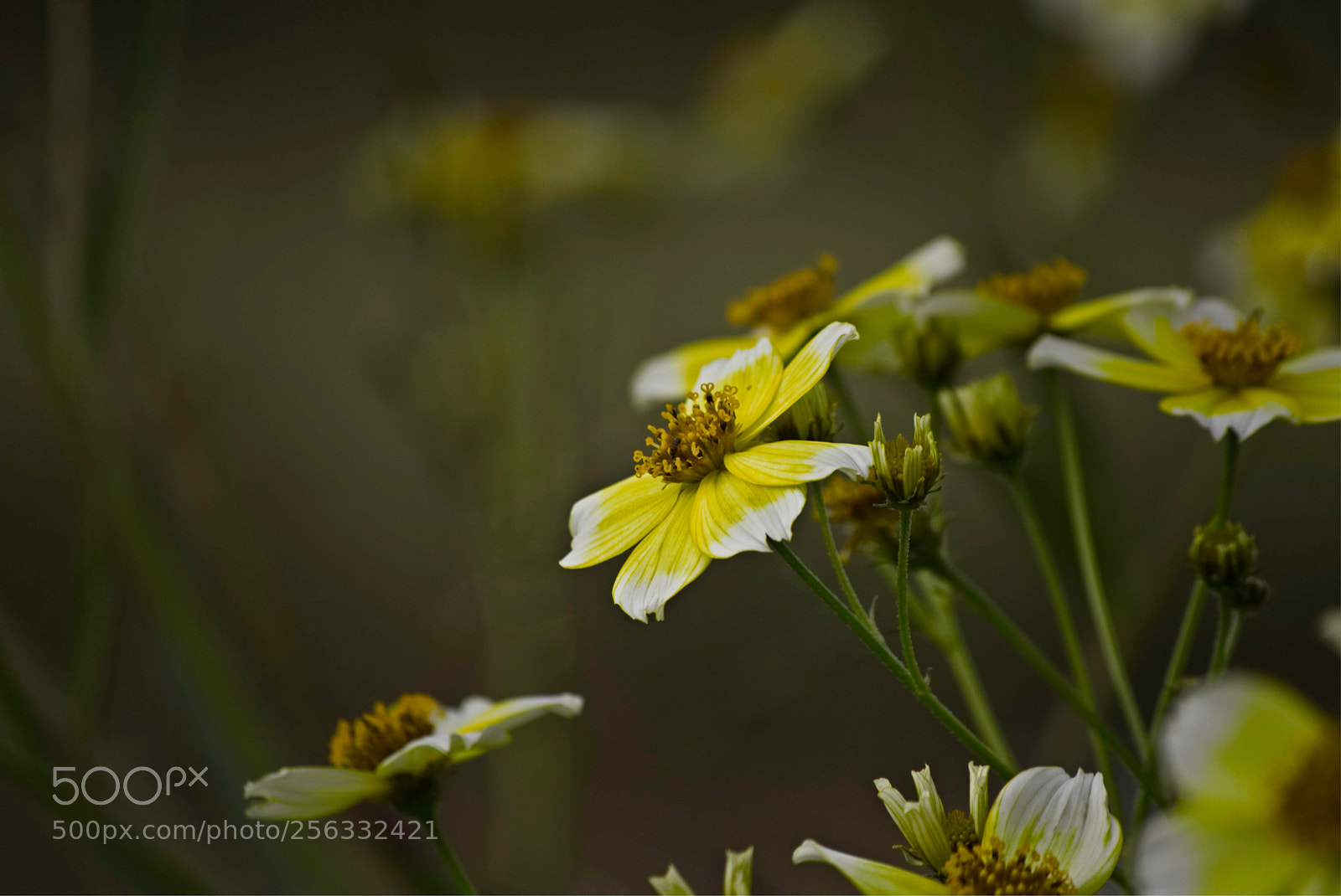 Nikon D7100 sample photo. Flower photography