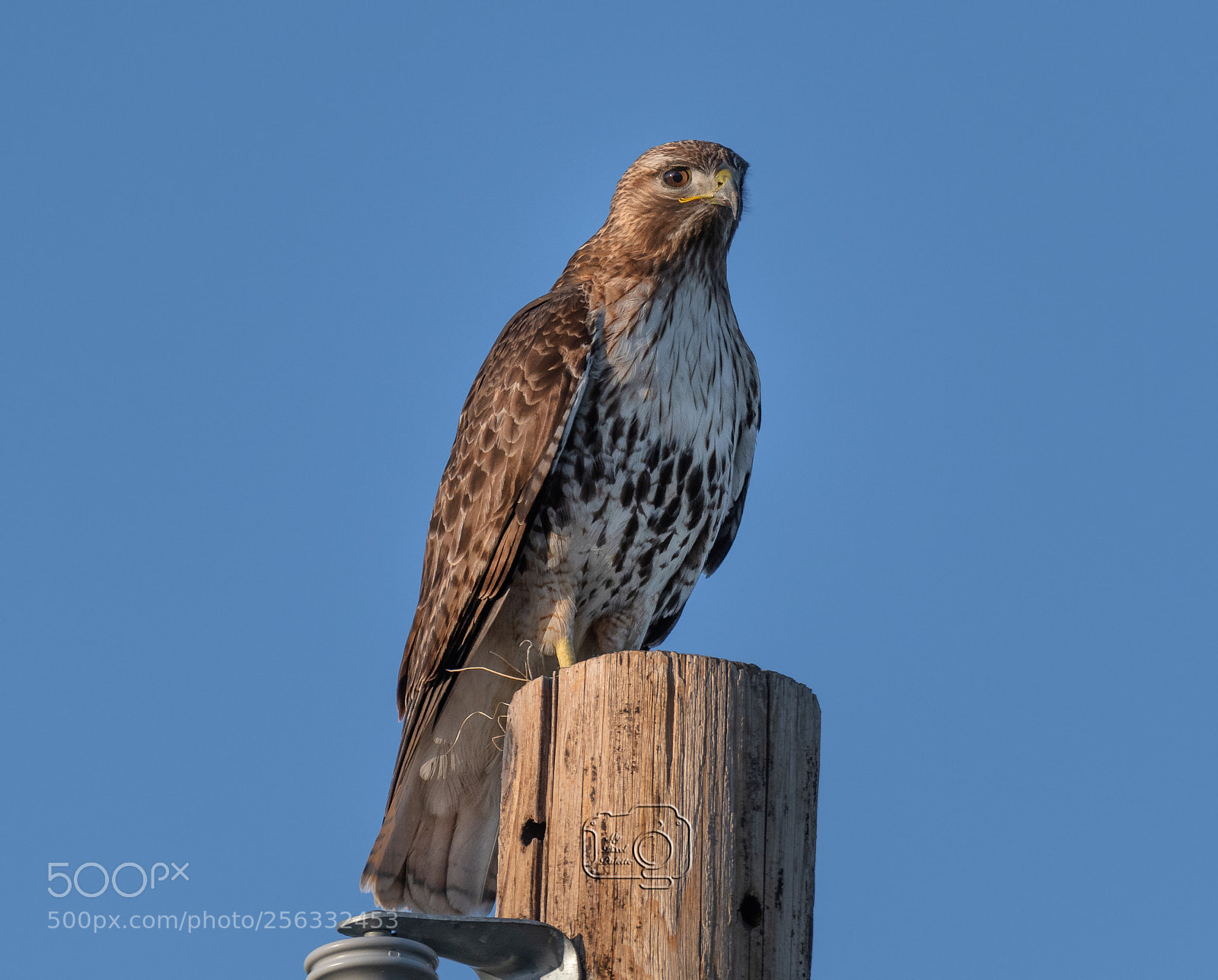 Nikon D500 sample photo. Hawk photography