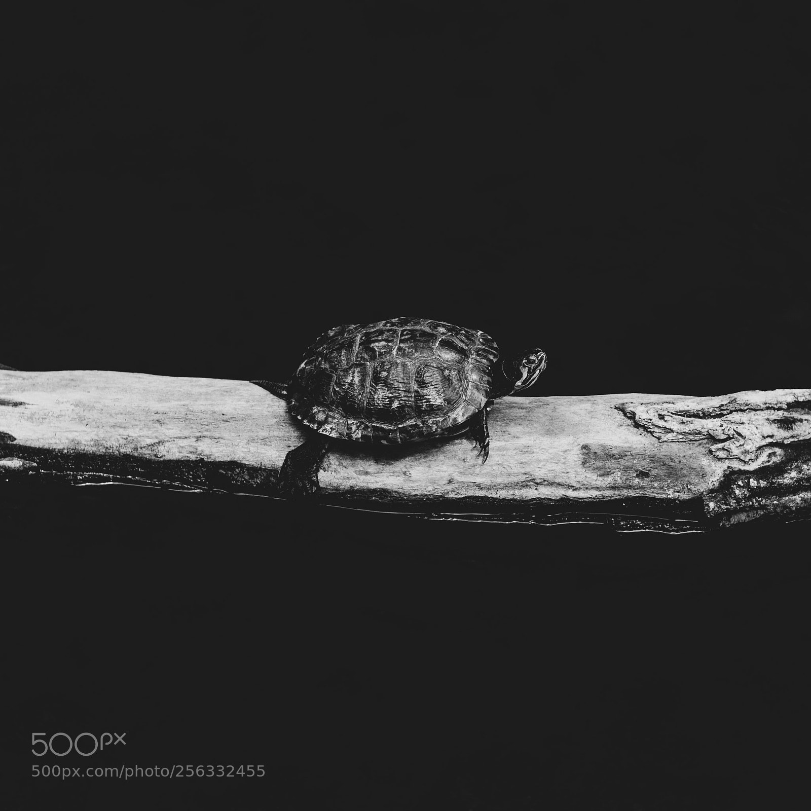 Canon EOS 6D sample photo. Turtle photography