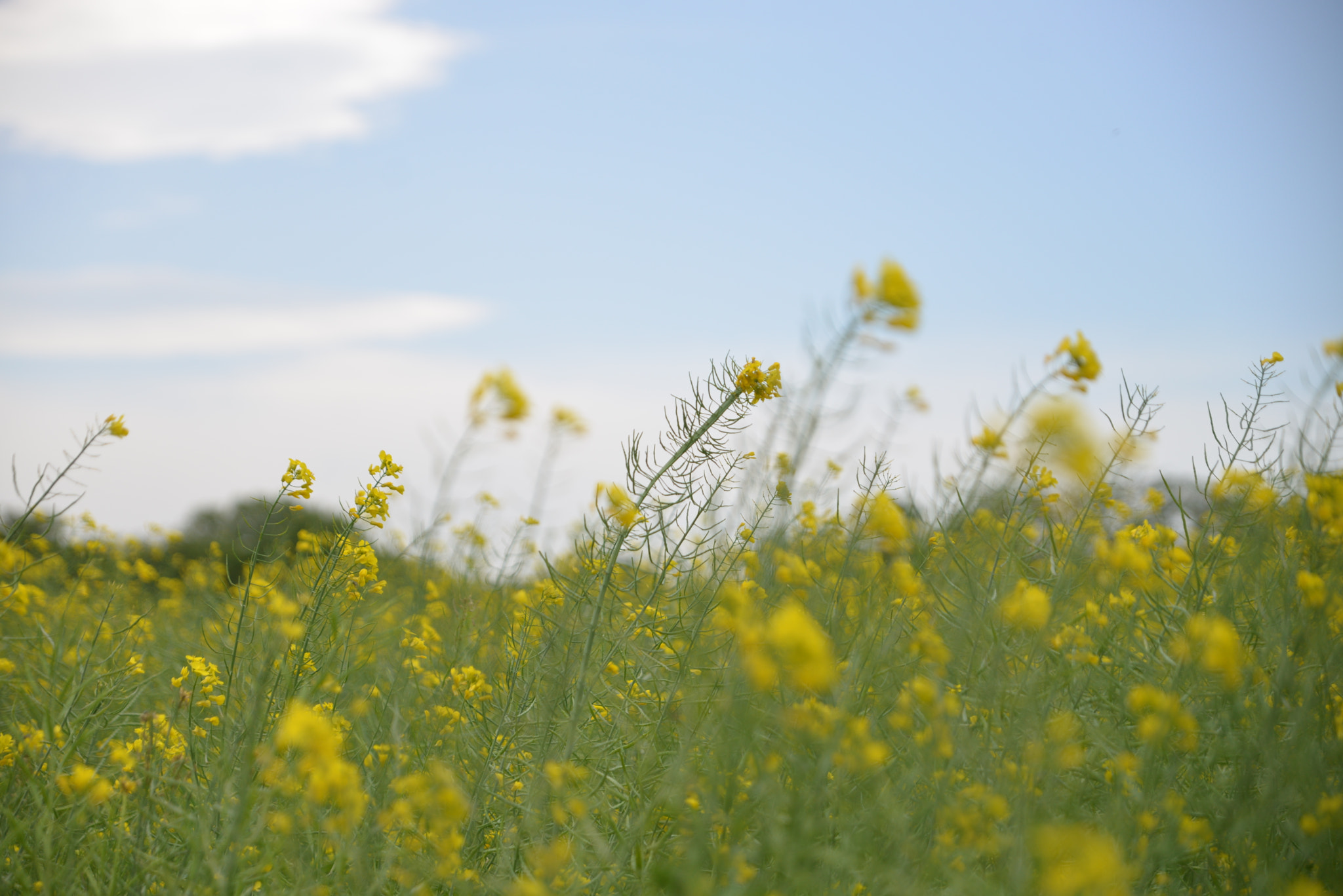 Tamron SP 24-70mm F2.8 Di VC USD sample photo. Rape blossoms photography