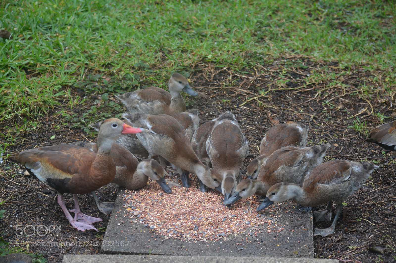 Nikon D5200 sample photo. Breakfast at gary’s! photography