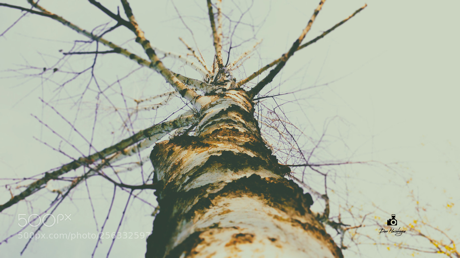 Nikon D7100 sample photo. Birch view photography