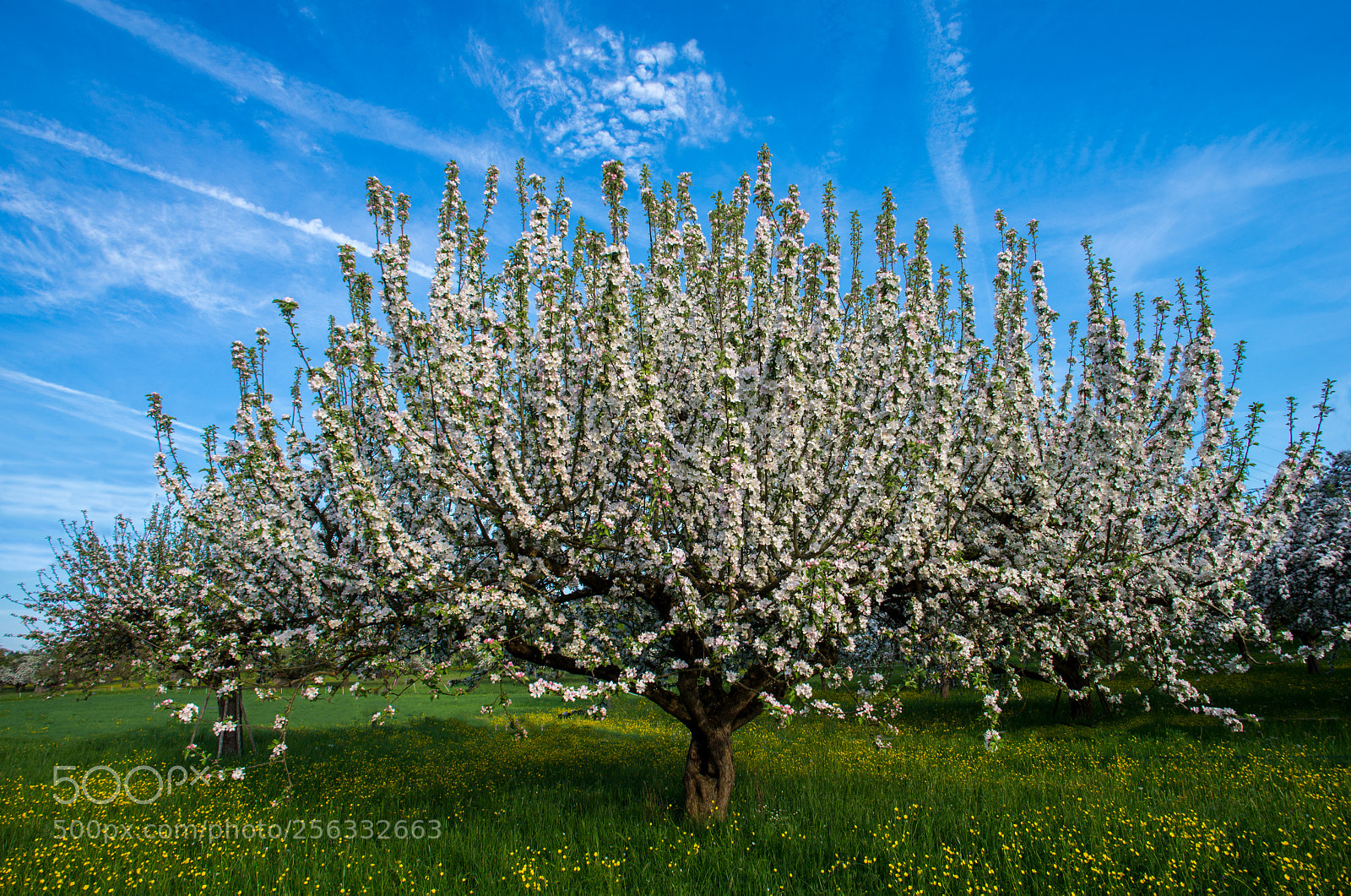 Nikon D600 sample photo. The blooming tree photography