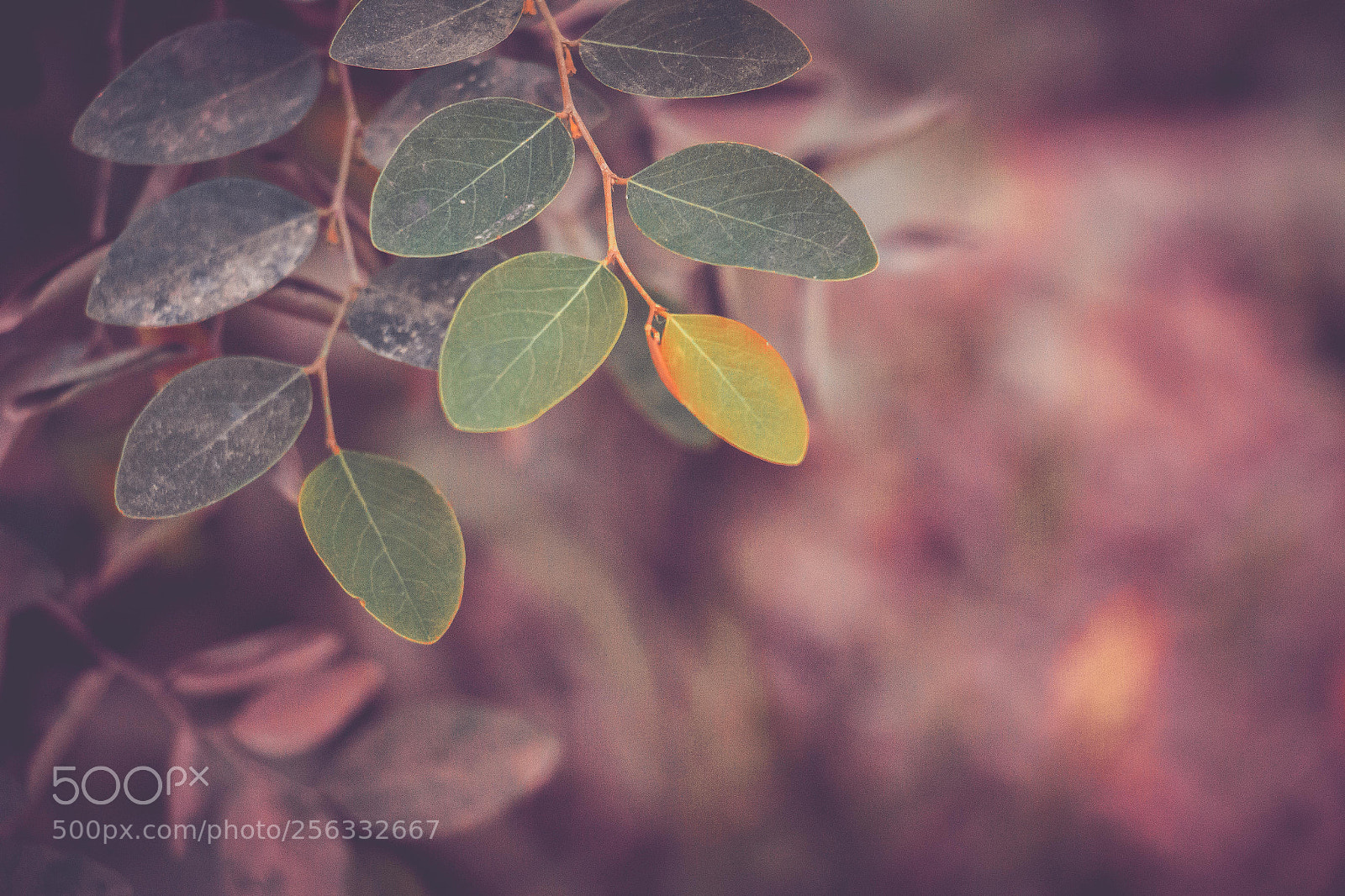 Canon EOS 70D sample photo. Leaf photography