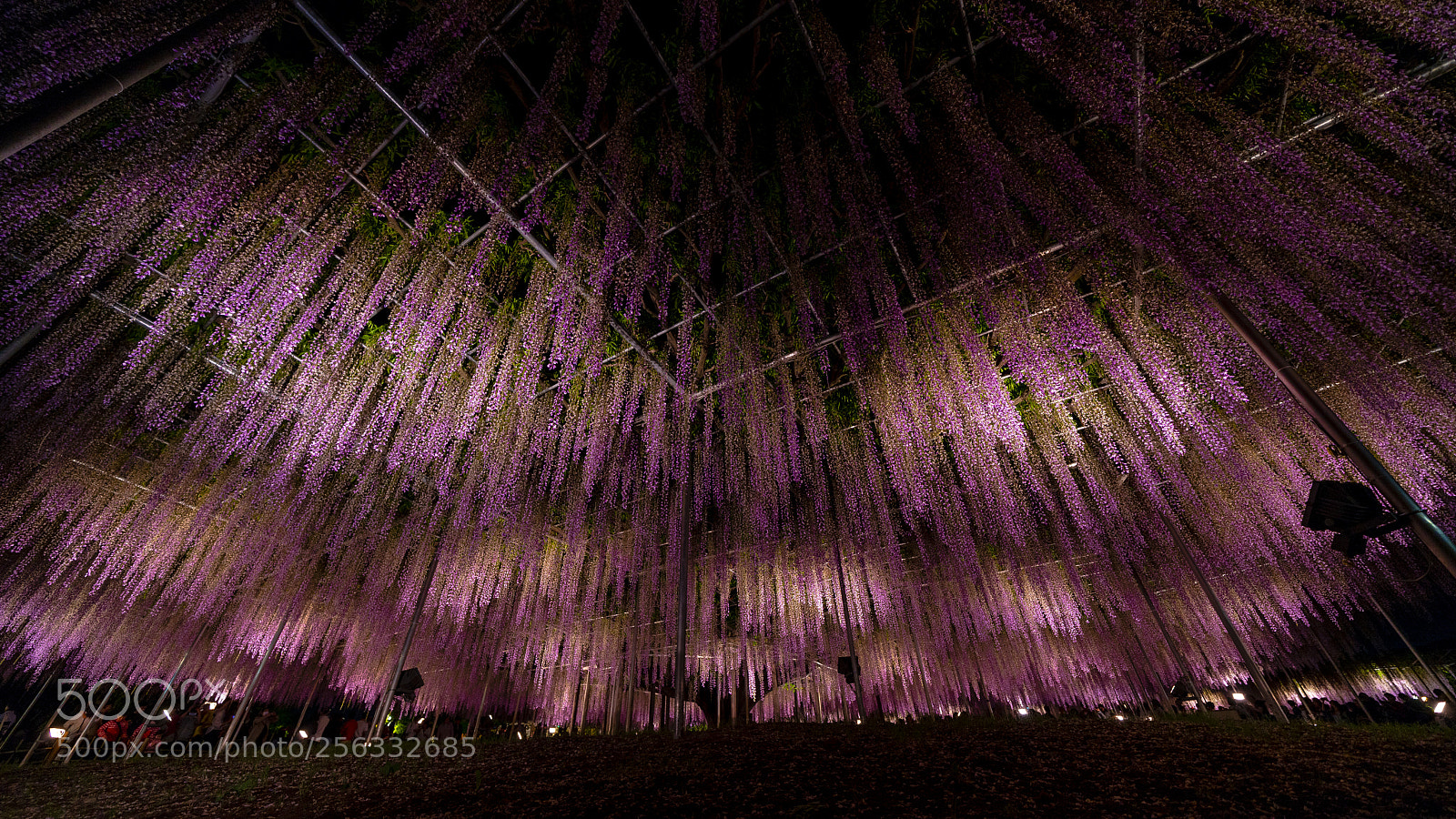 Sony a7R III sample photo. Purple shower photography