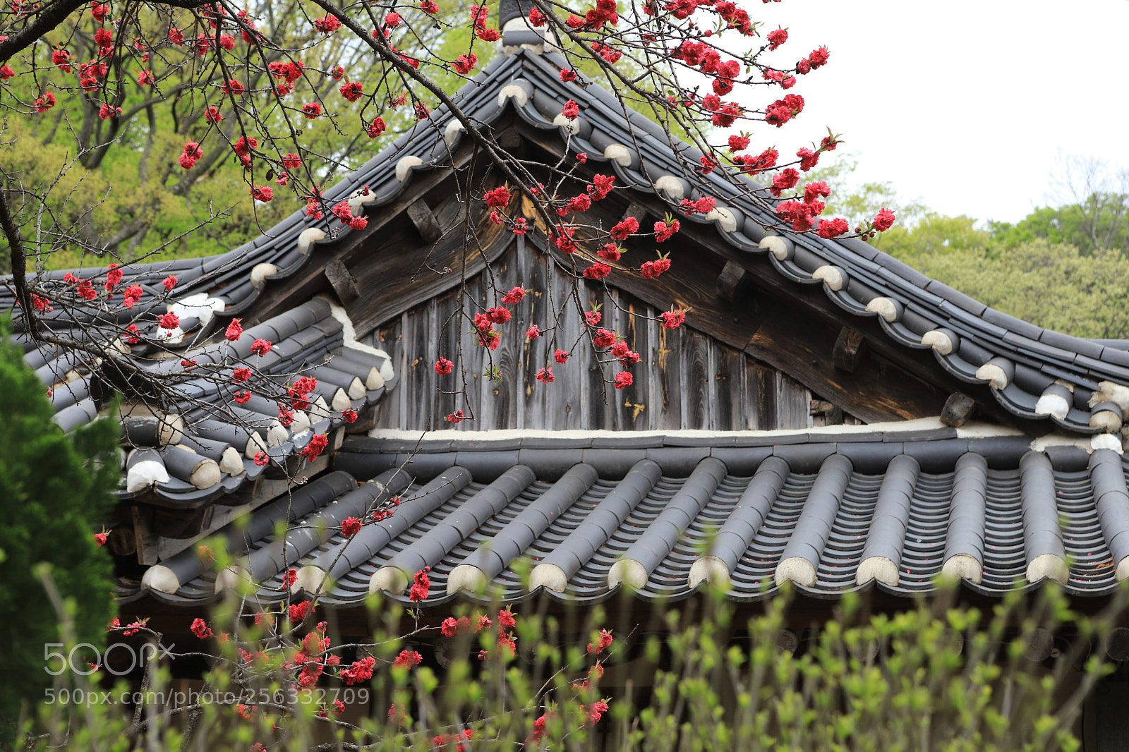Canon EOS 6D Mark II sample photo. Spring photography