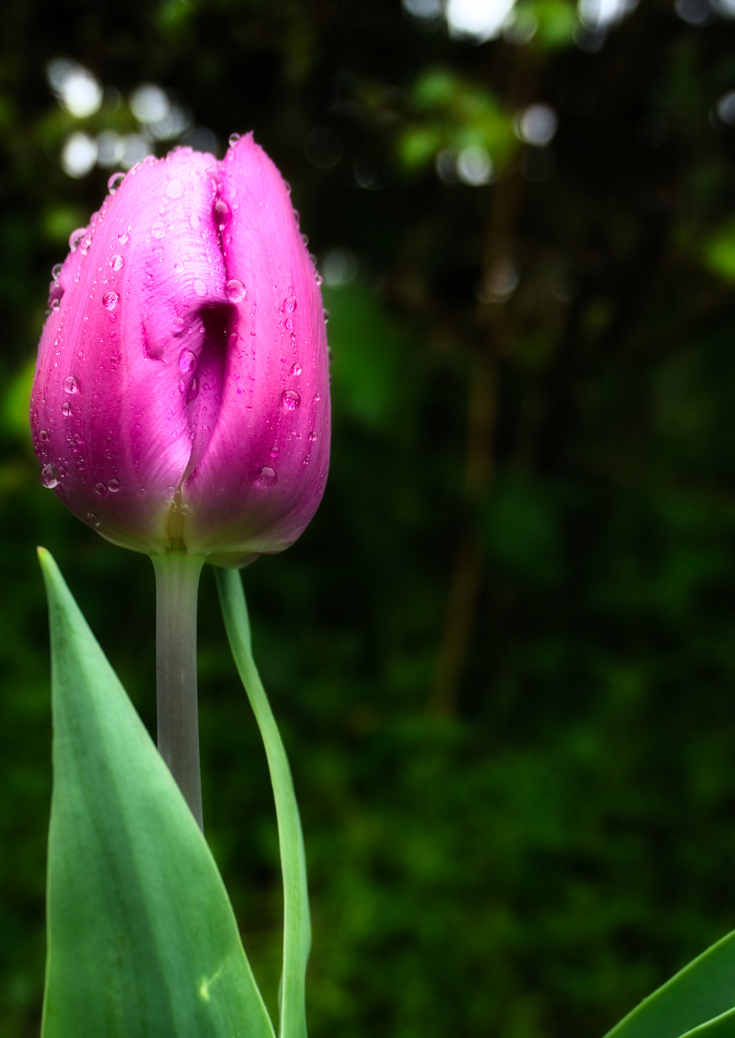 Sony a6000 + Sony E 18-50mm F4-5.6 sample photo. Tulip fever edited photography