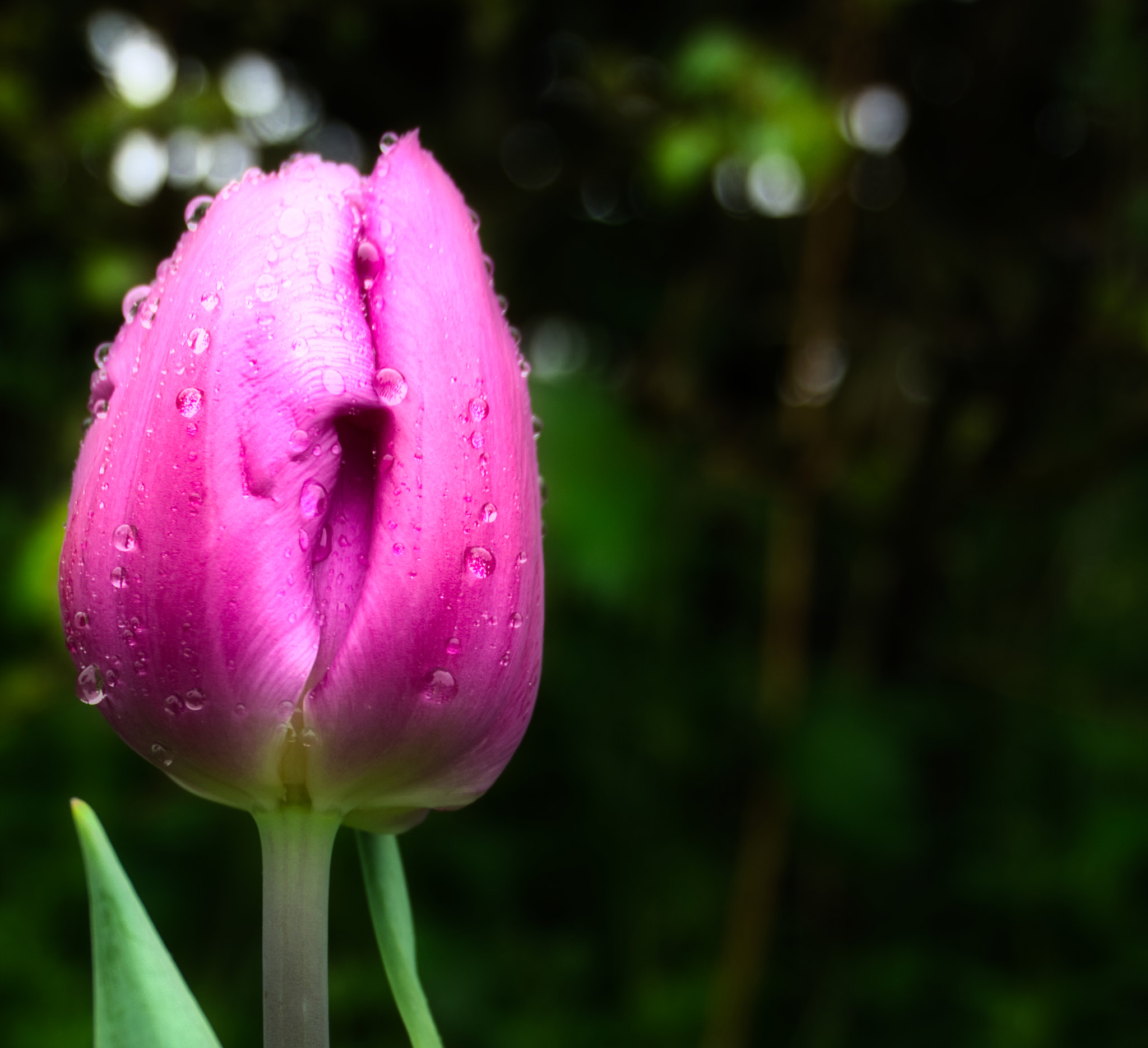 Sony a6000 + Sony E 18-50mm F4-5.6 sample photo. Tulip macro photography