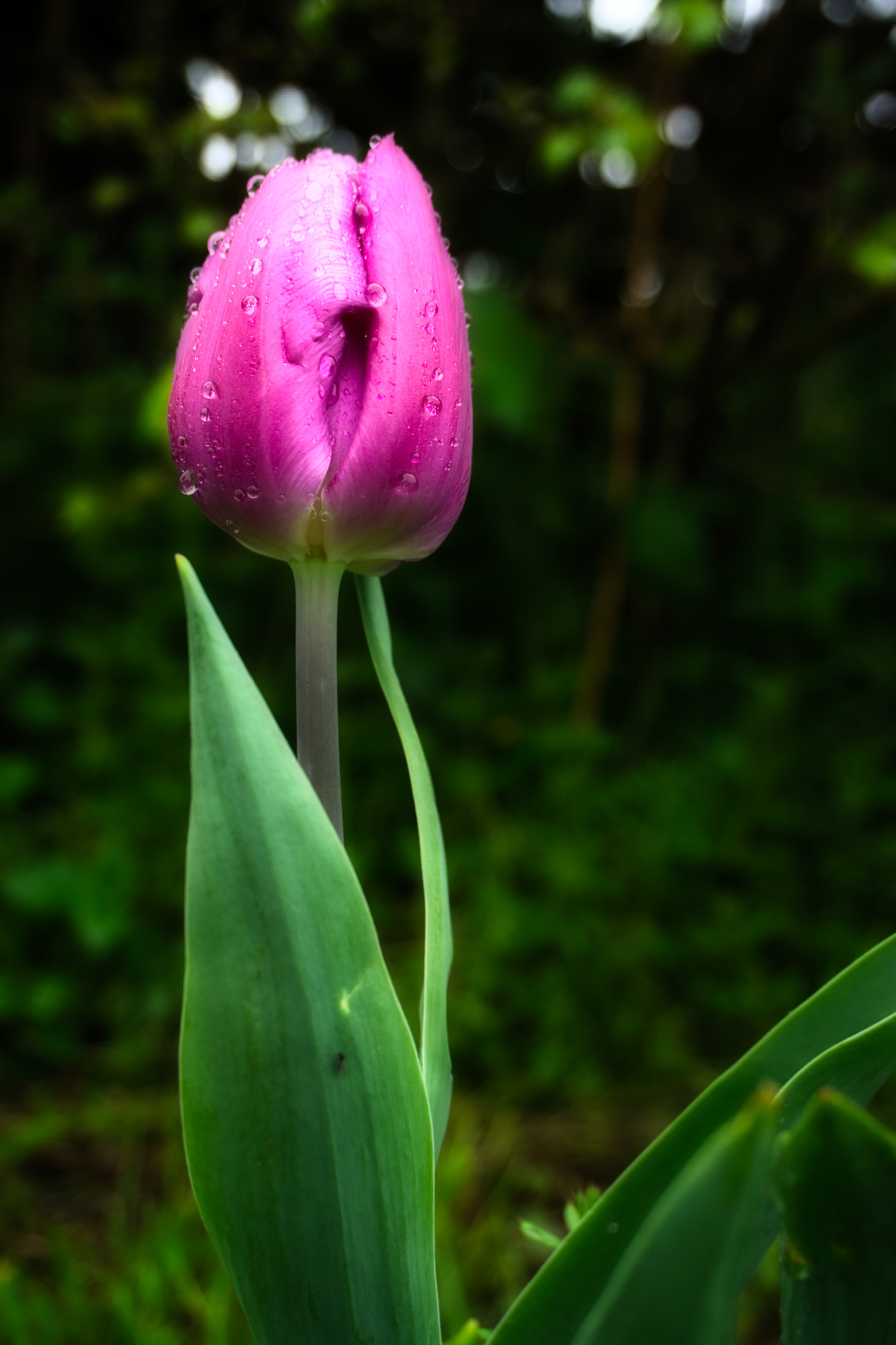 Sony E 18-50mm F4-5.6 sample photo. Tulip fever photography