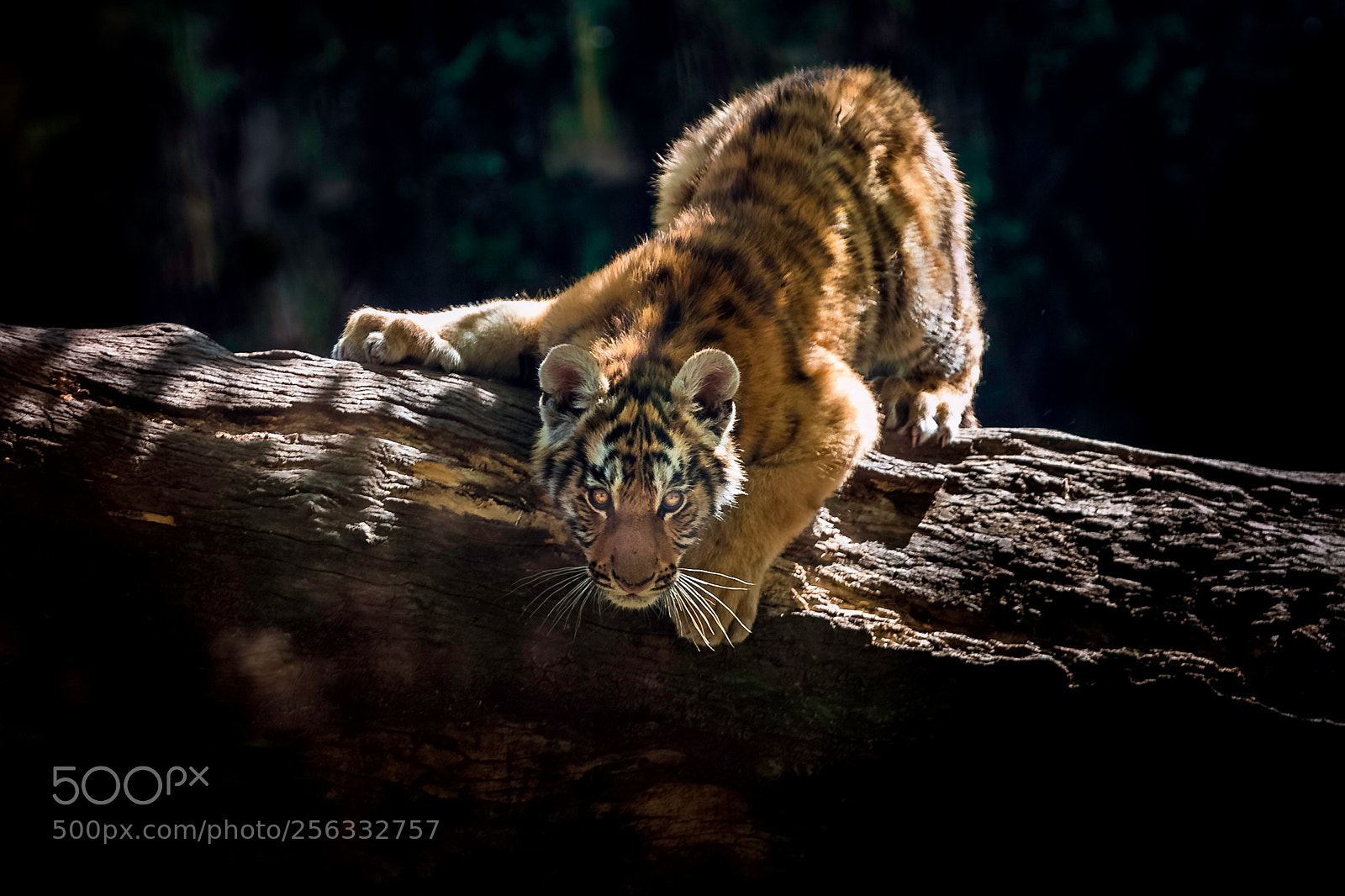 Canon EOS 70D sample photo. Tiger cub stalking photography