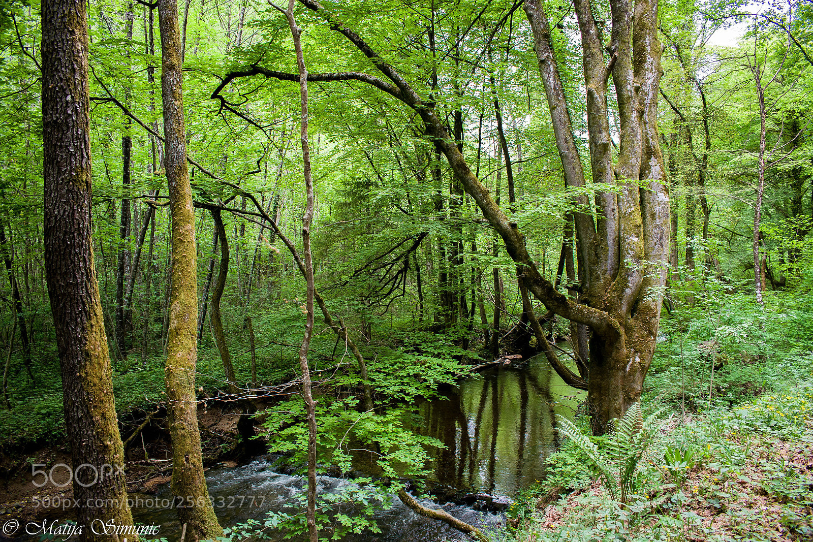 Nikon D5300 sample photo. Magical forest photography