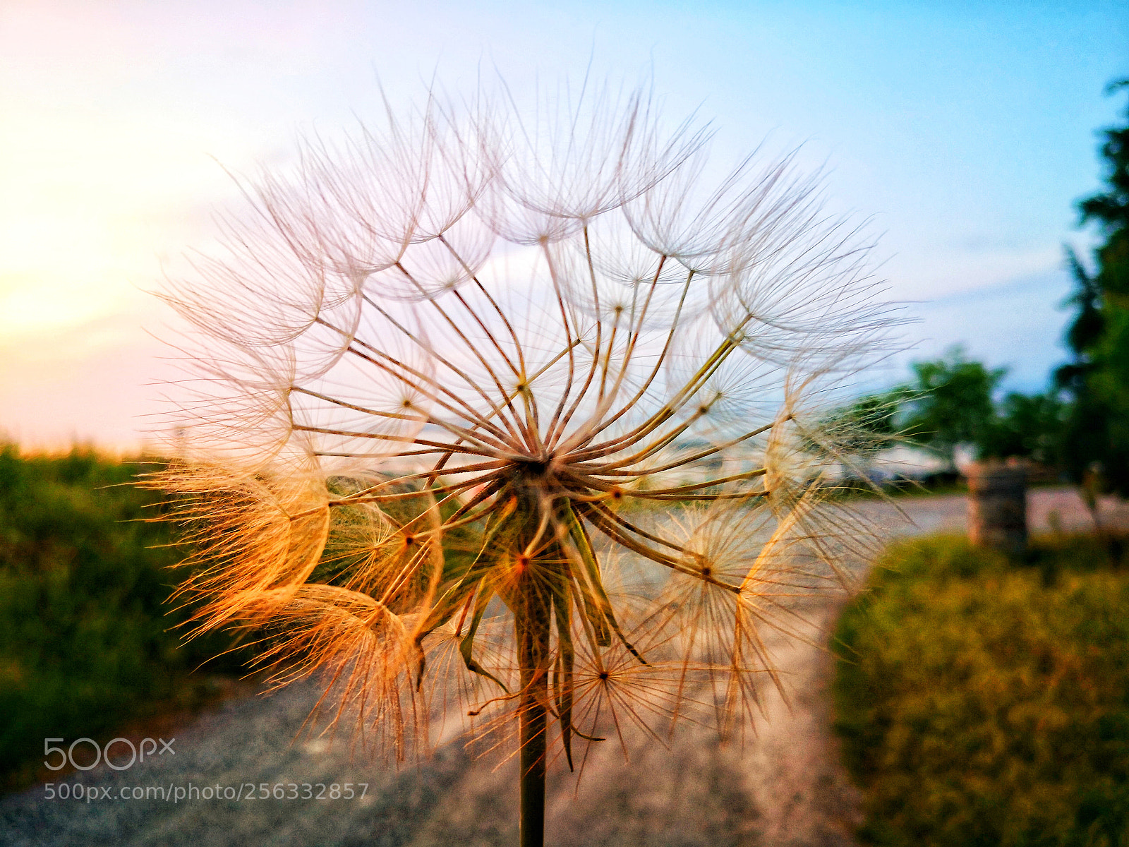 HUAWEI Mate 10 Pro sample photo. Dandelion on the road photography