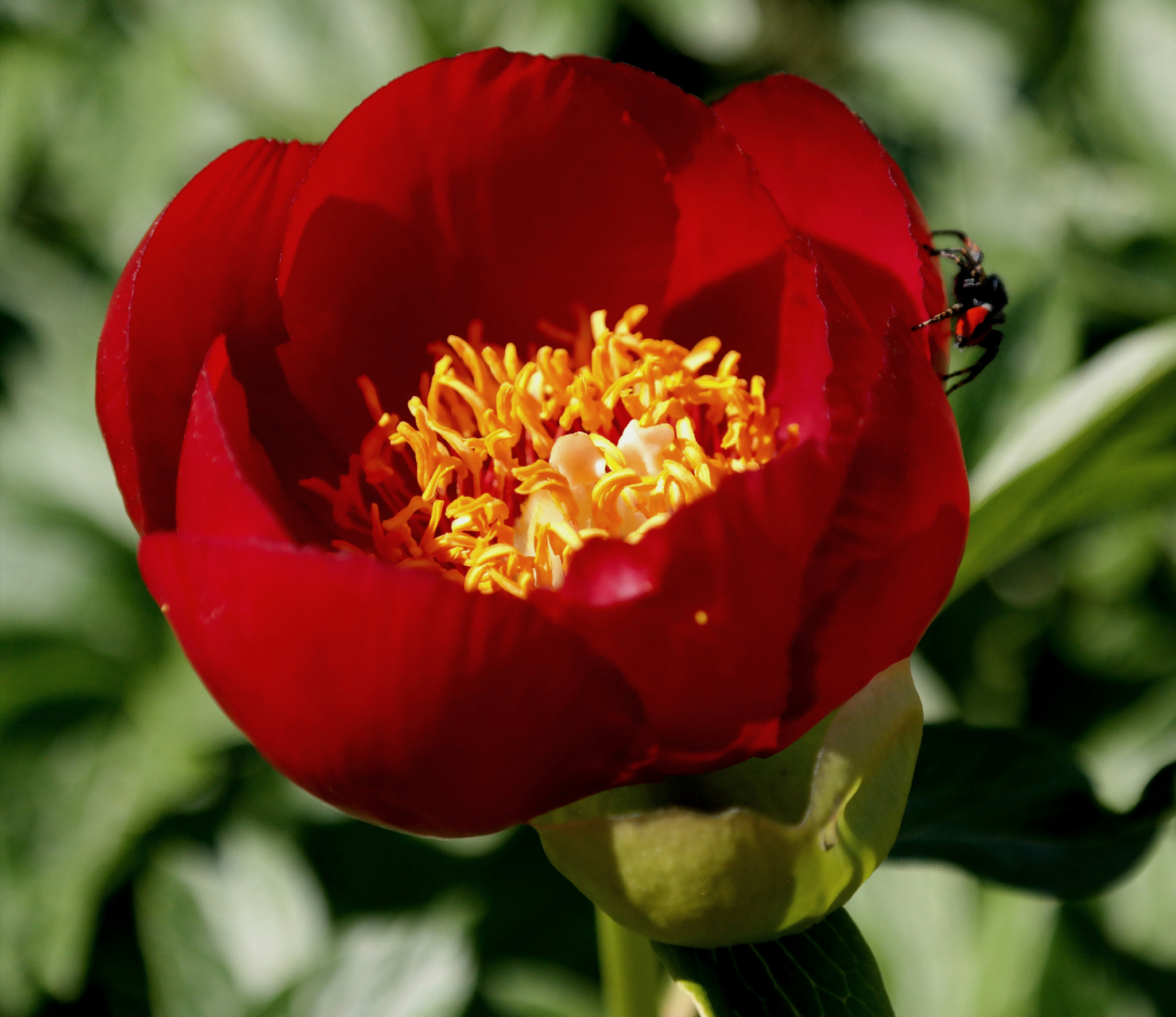 Samsung NX30 sample photo