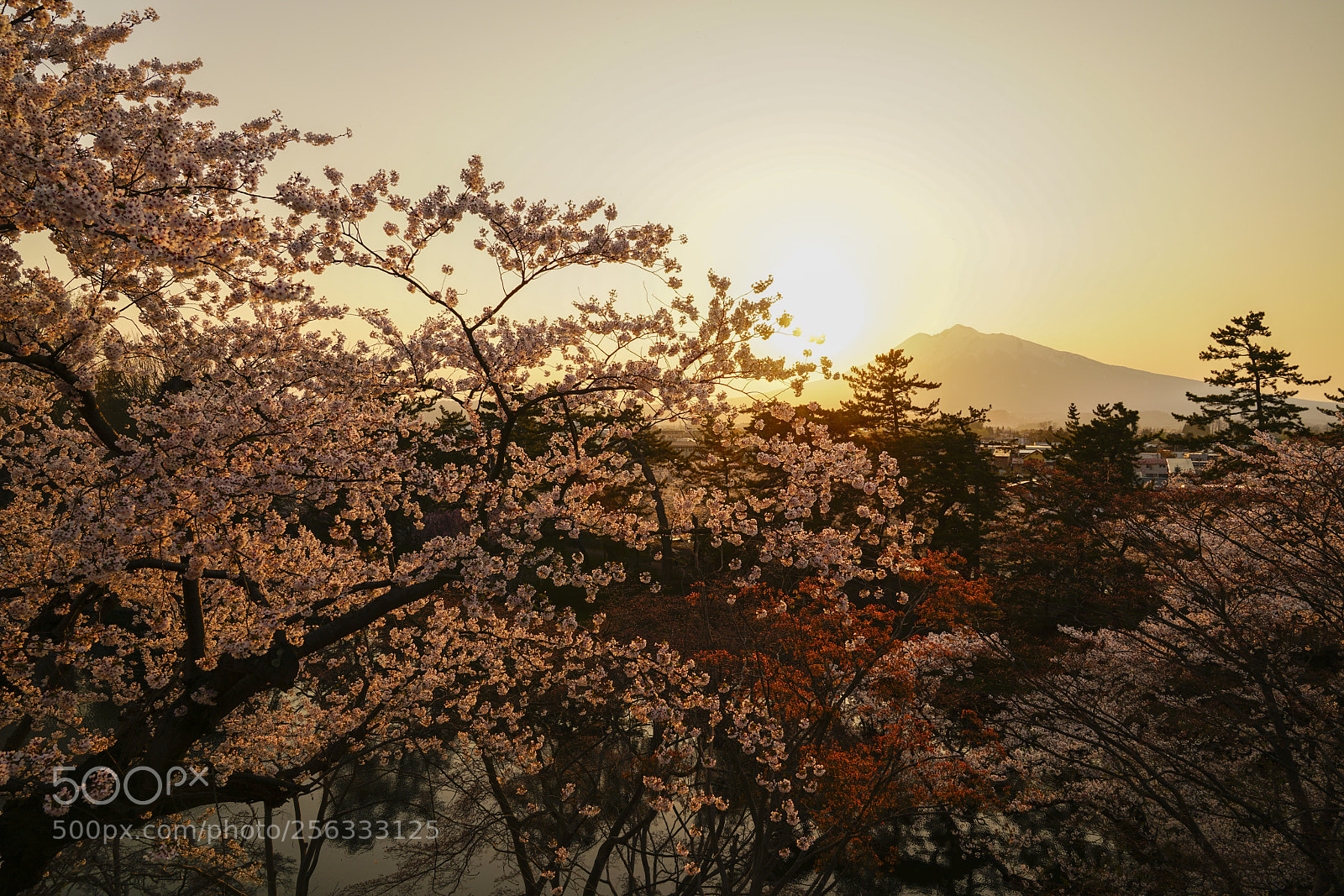 Sony a7R II sample photo. Golden sakura in sunset photography