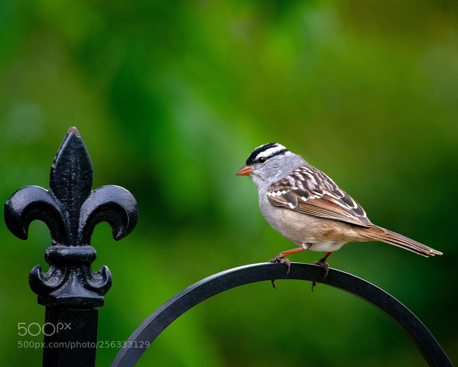 Nikon D7100 sample photo. Bird with a fleur-di-lis photography