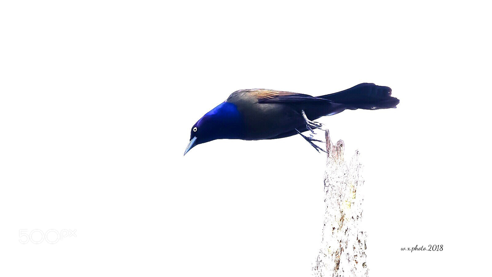 Canon EOS 7D Mark II sample photo. Rainbow crow photography