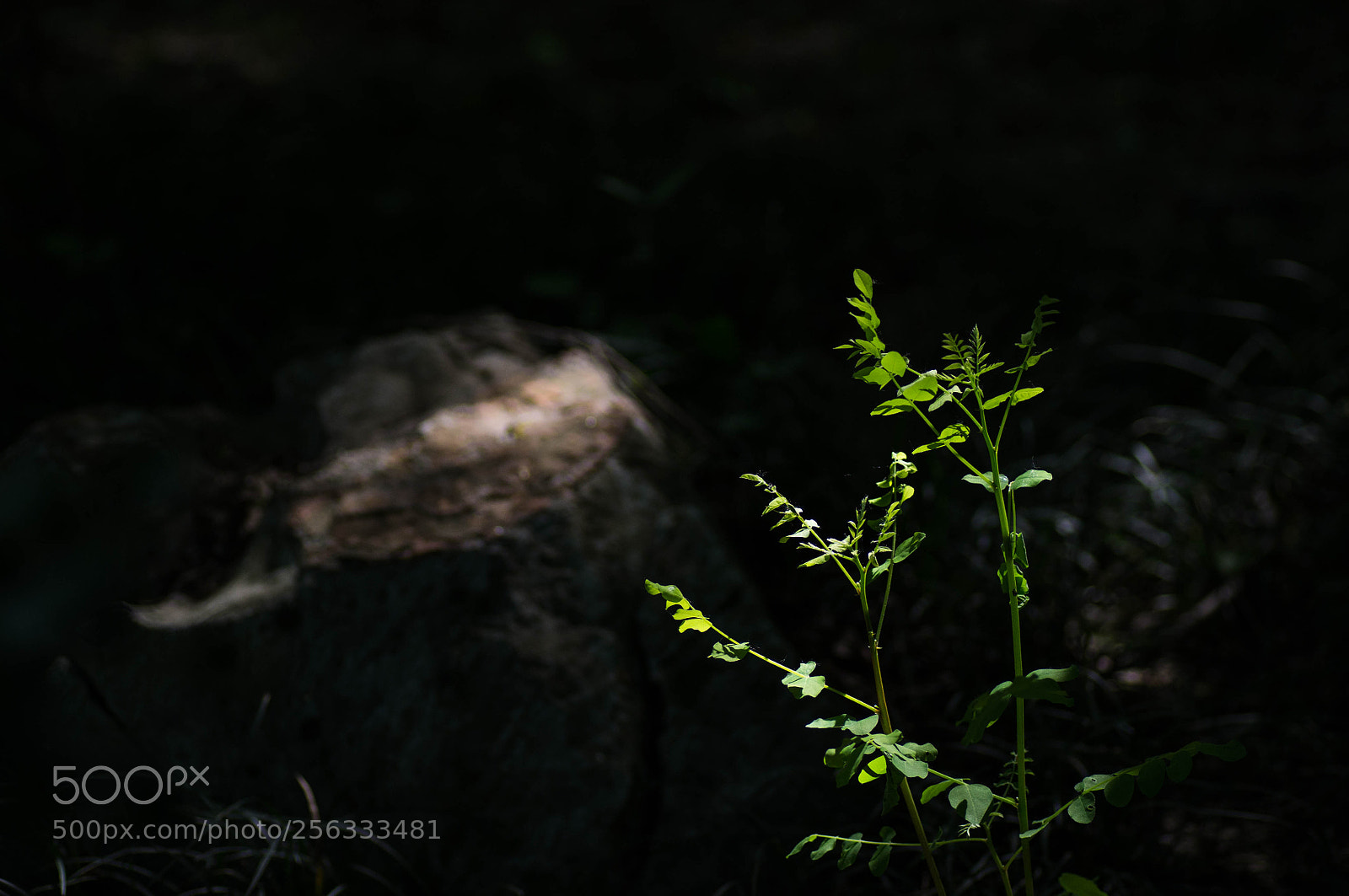 Pentax K-r sample photo. Untitled photography