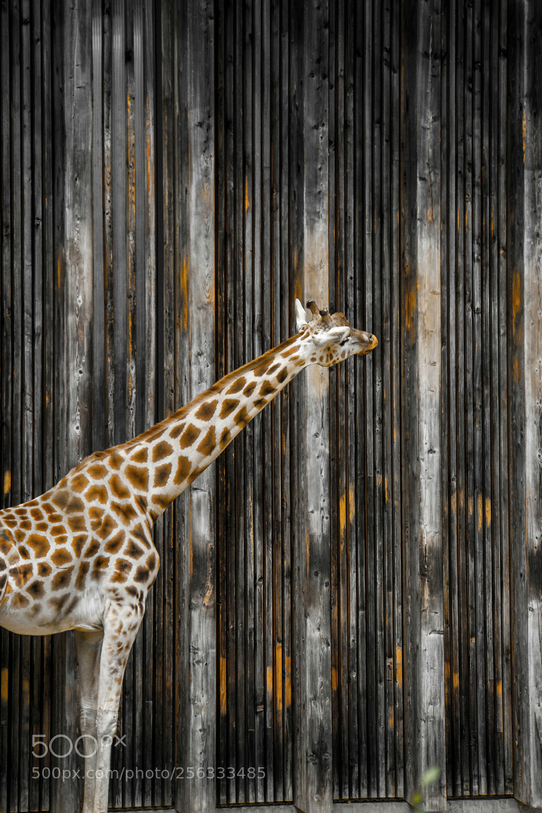 Sony a6000 sample photo. Girafe photography