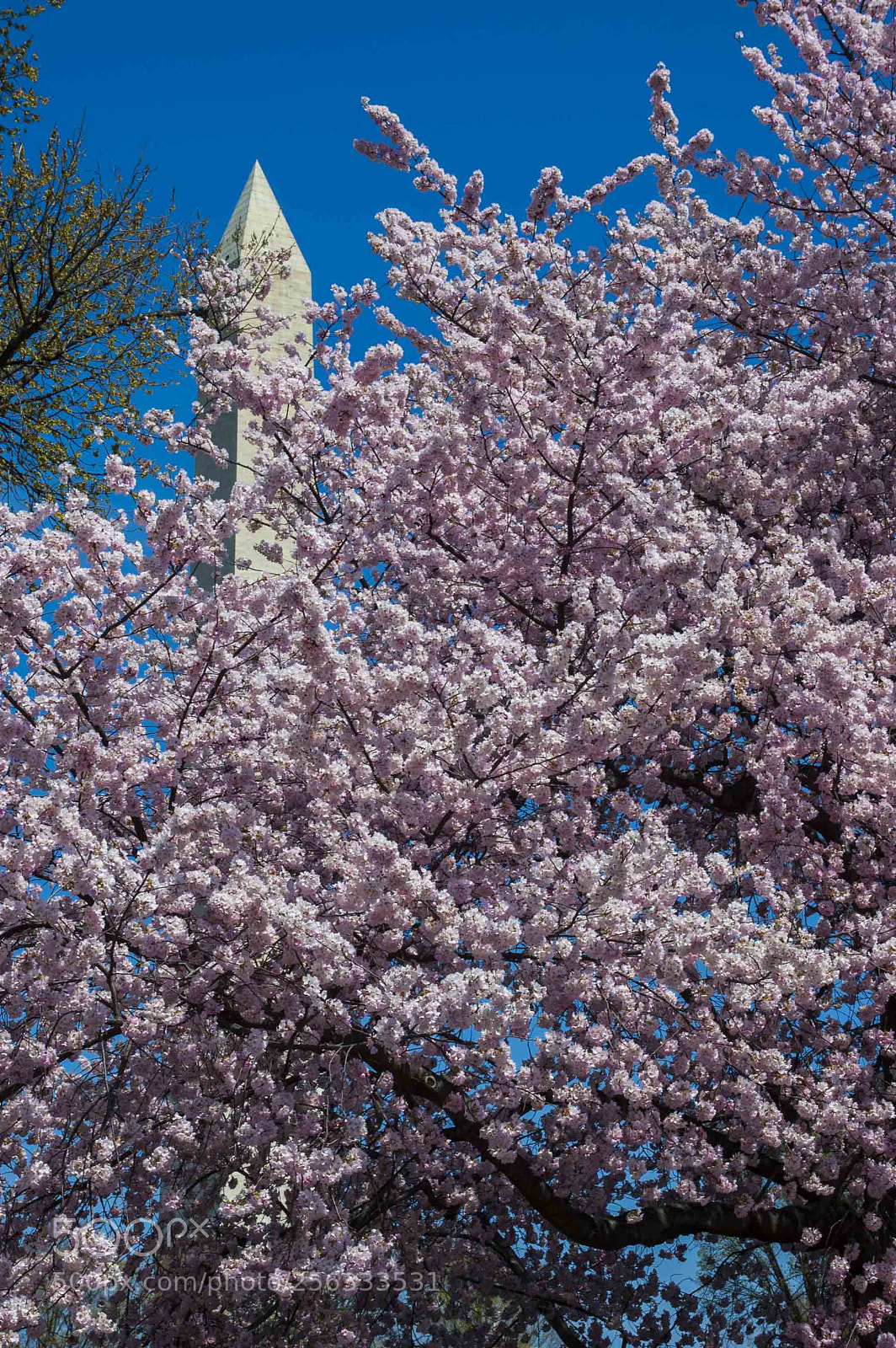 Nikon D70 sample photo. Spring time in d.c photography