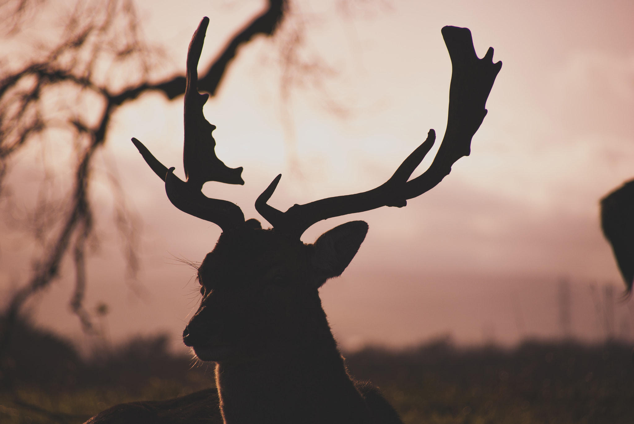 Sony Alpha DSLR-A330 sample photo. Stag photography