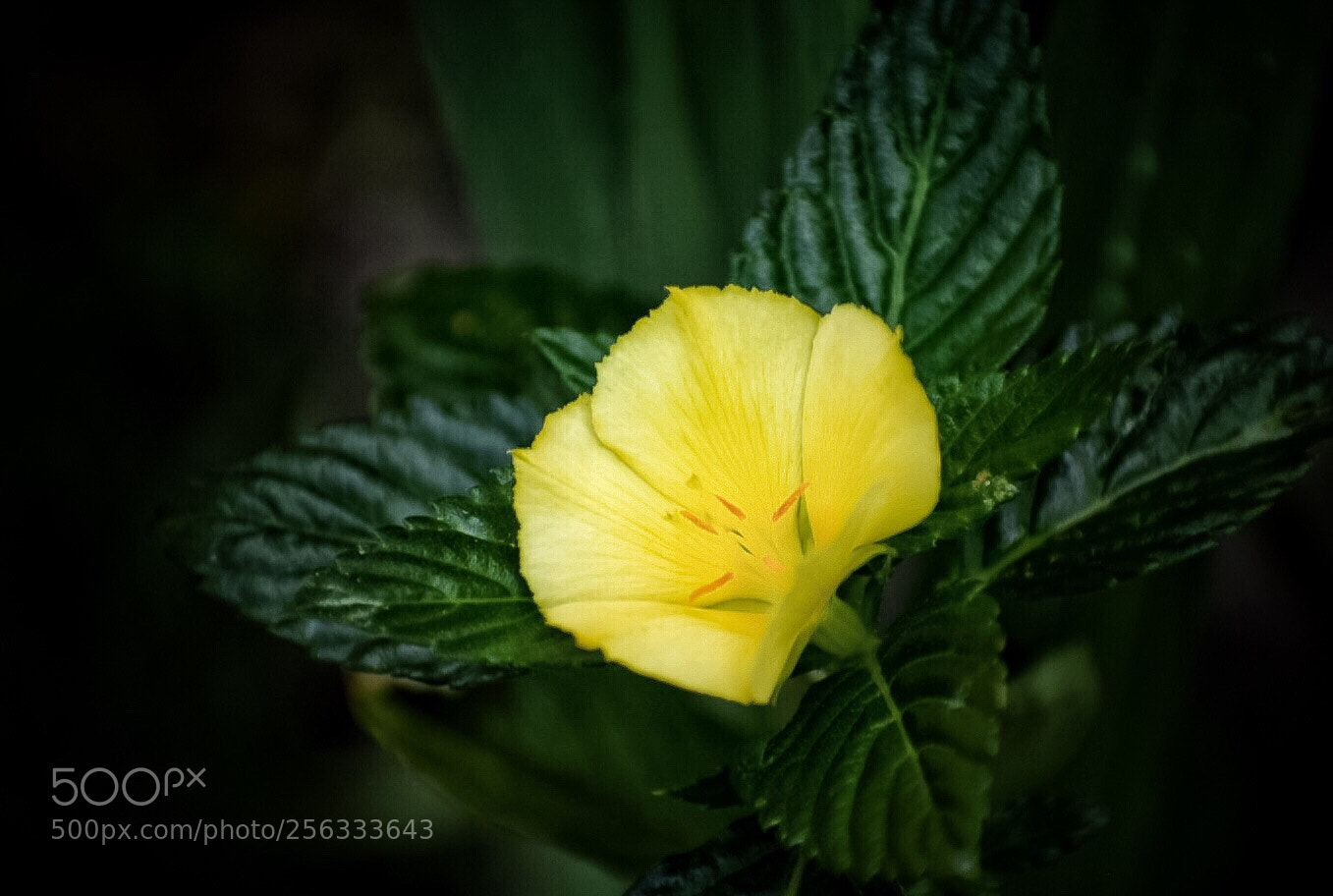 Nikon D5300 sample photo. Buttercup photography