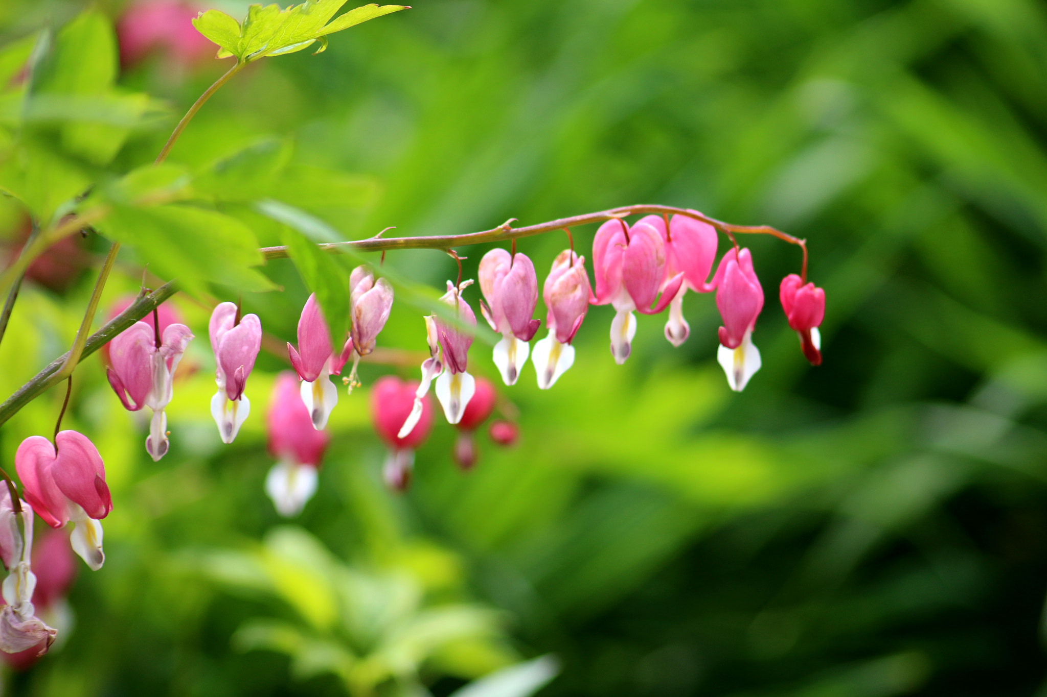 Canon EOS 100D (EOS Rebel SL1 / EOS Kiss X7) + Sigma 70-300mm F4-5.6 APO DG Macro sample photo. Pacific bleeding heart (dicentra formosa) photography