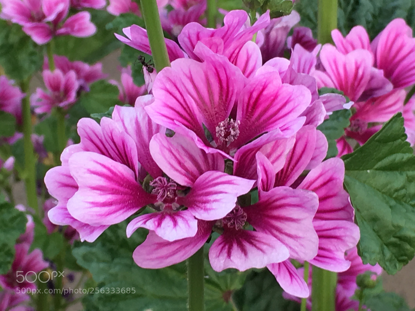 Apple iPhone 6s Plus sample photo. Spring2018 flowers photography