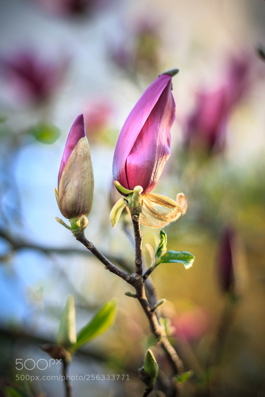 Canon EOS 70D sample photo. Magnolia photography