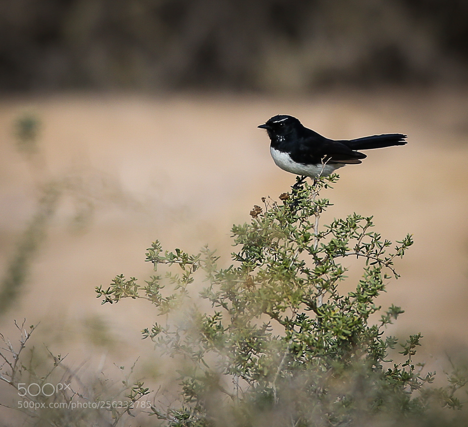 Canon EOS 6D sample photo. Birdie photography