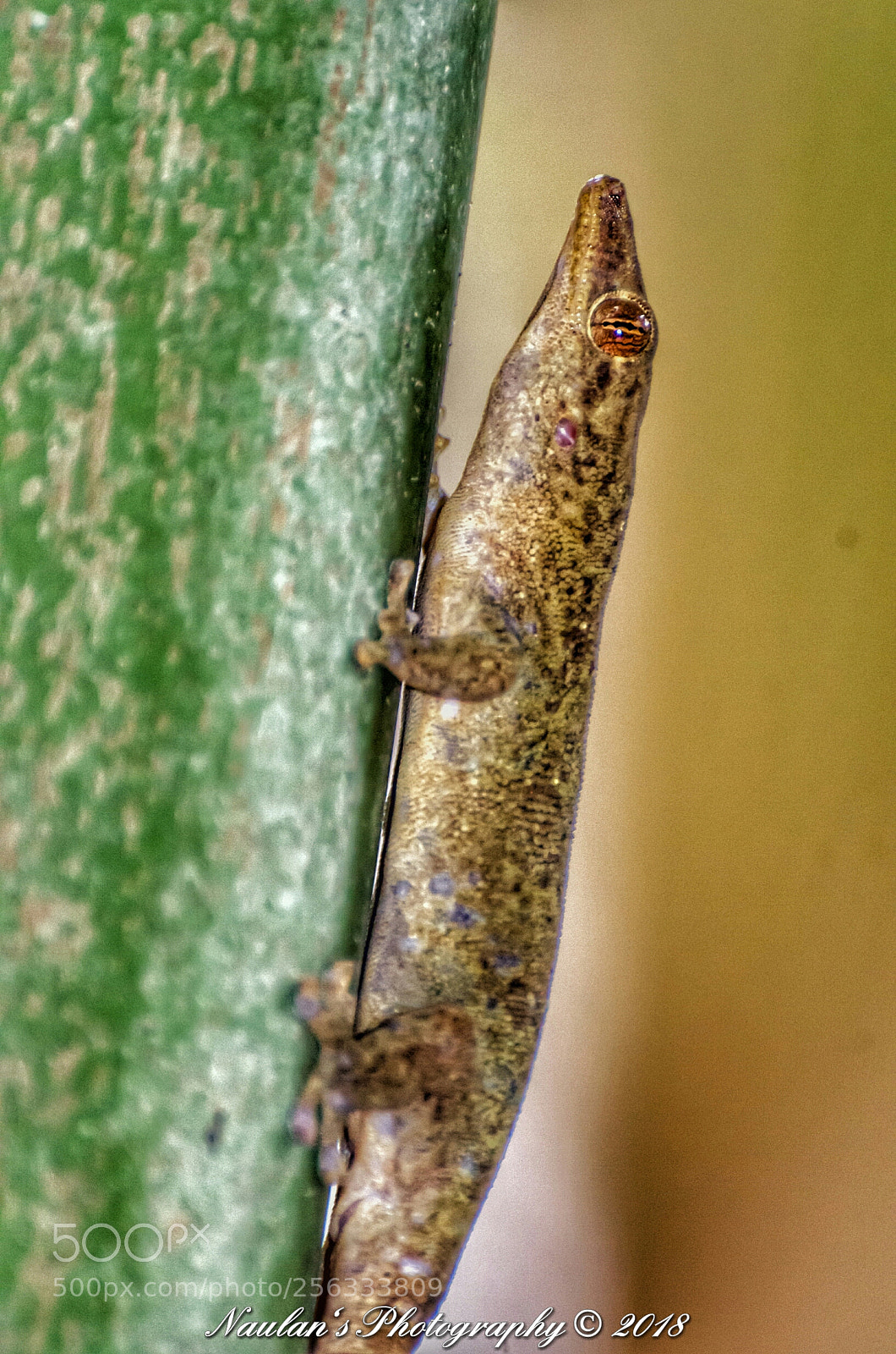 Nikon D7000 sample photo. The bronze gecko photography