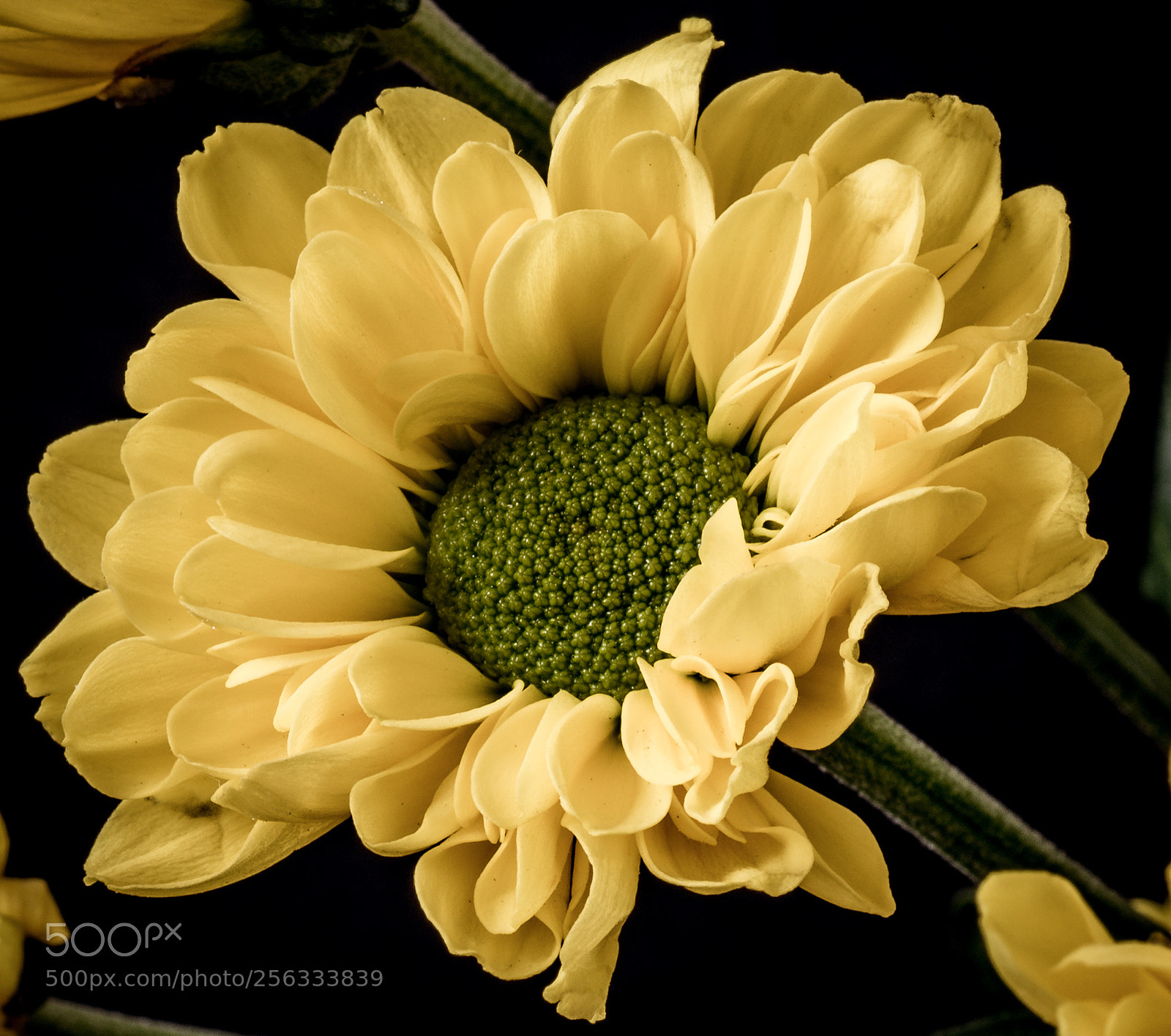 Nikon D750 sample photo. Yellow photography