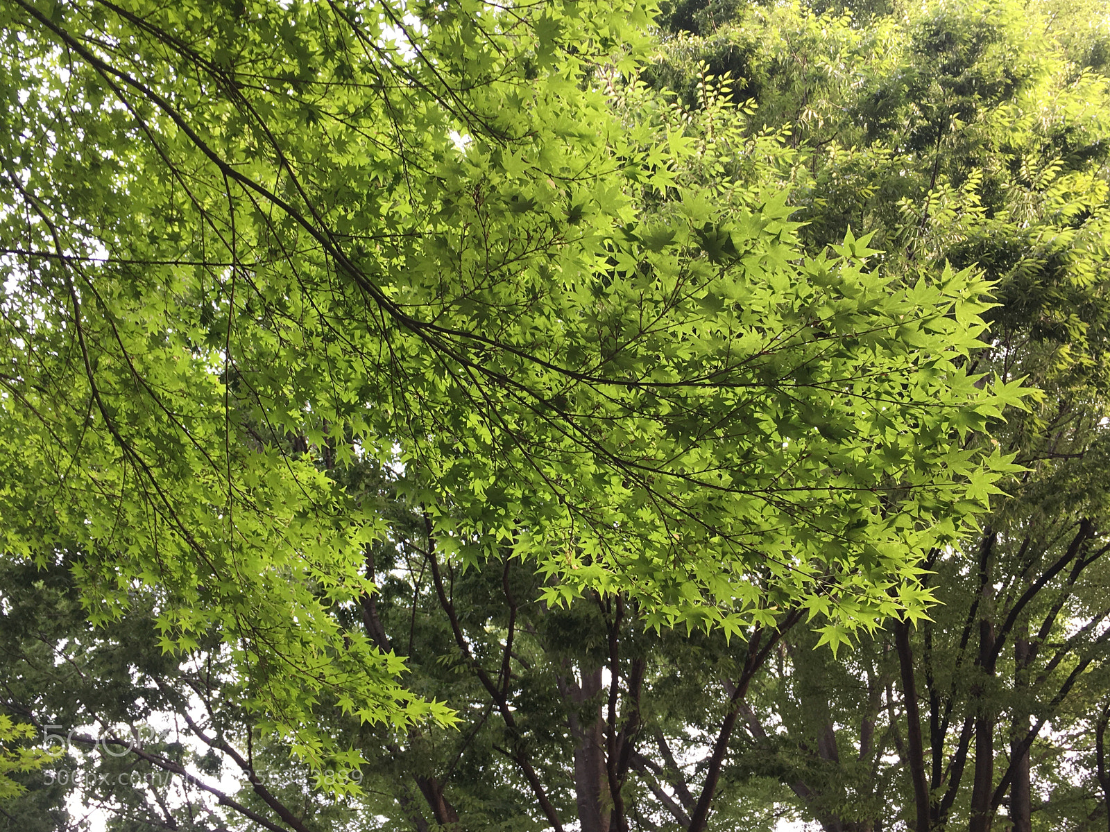 Apple iPhone 6s Plus sample photo. Spring2018 tree leaves photography