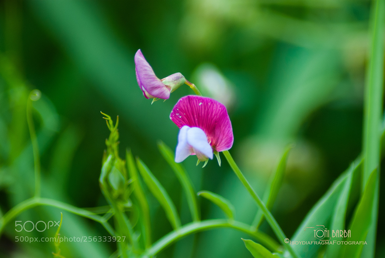 Nikon D80 sample photo. Orquideas photography