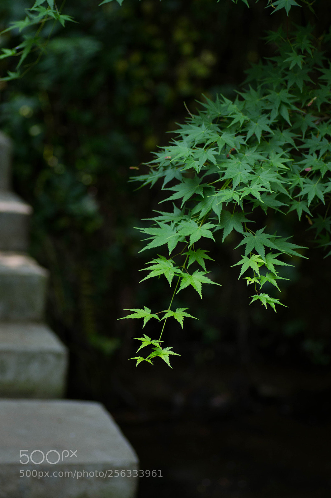 Pentax K-r sample photo. Untitled photography
